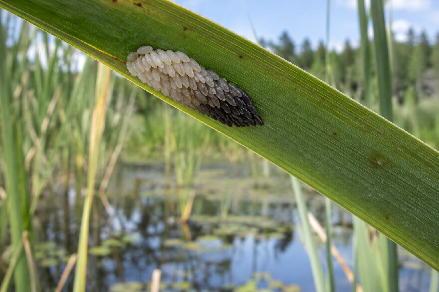 Traces et indices de Chrysops lateralis