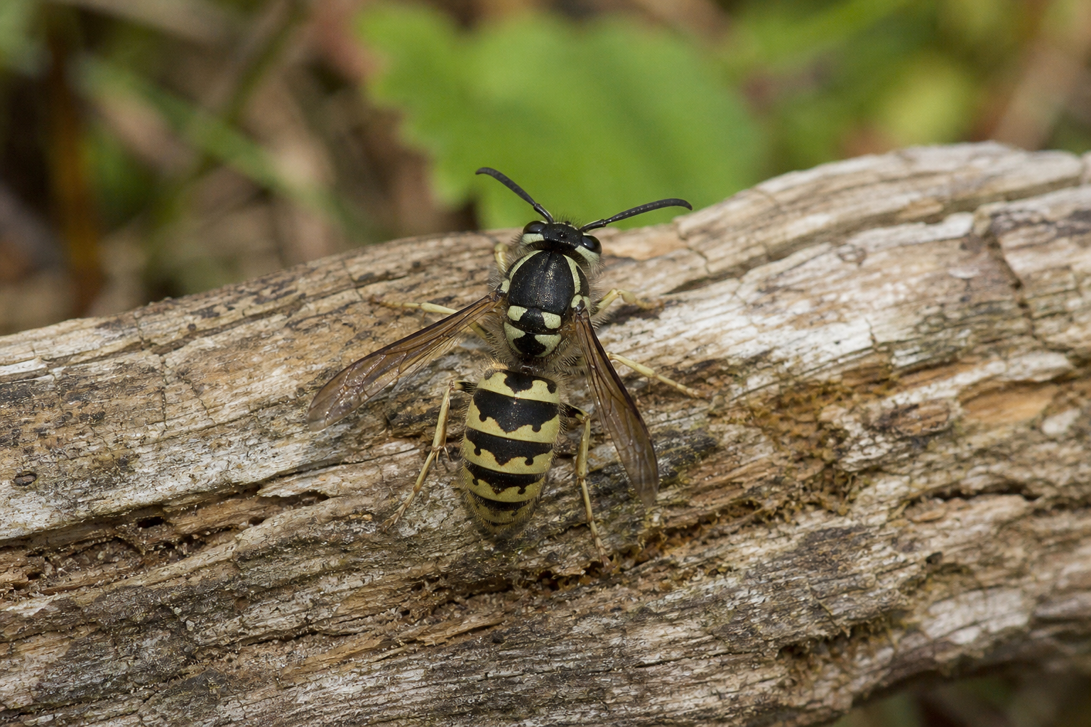 Guêpe sociale Dolichovespula norvegicoides au corps marqué de bandes noires et jaunes.