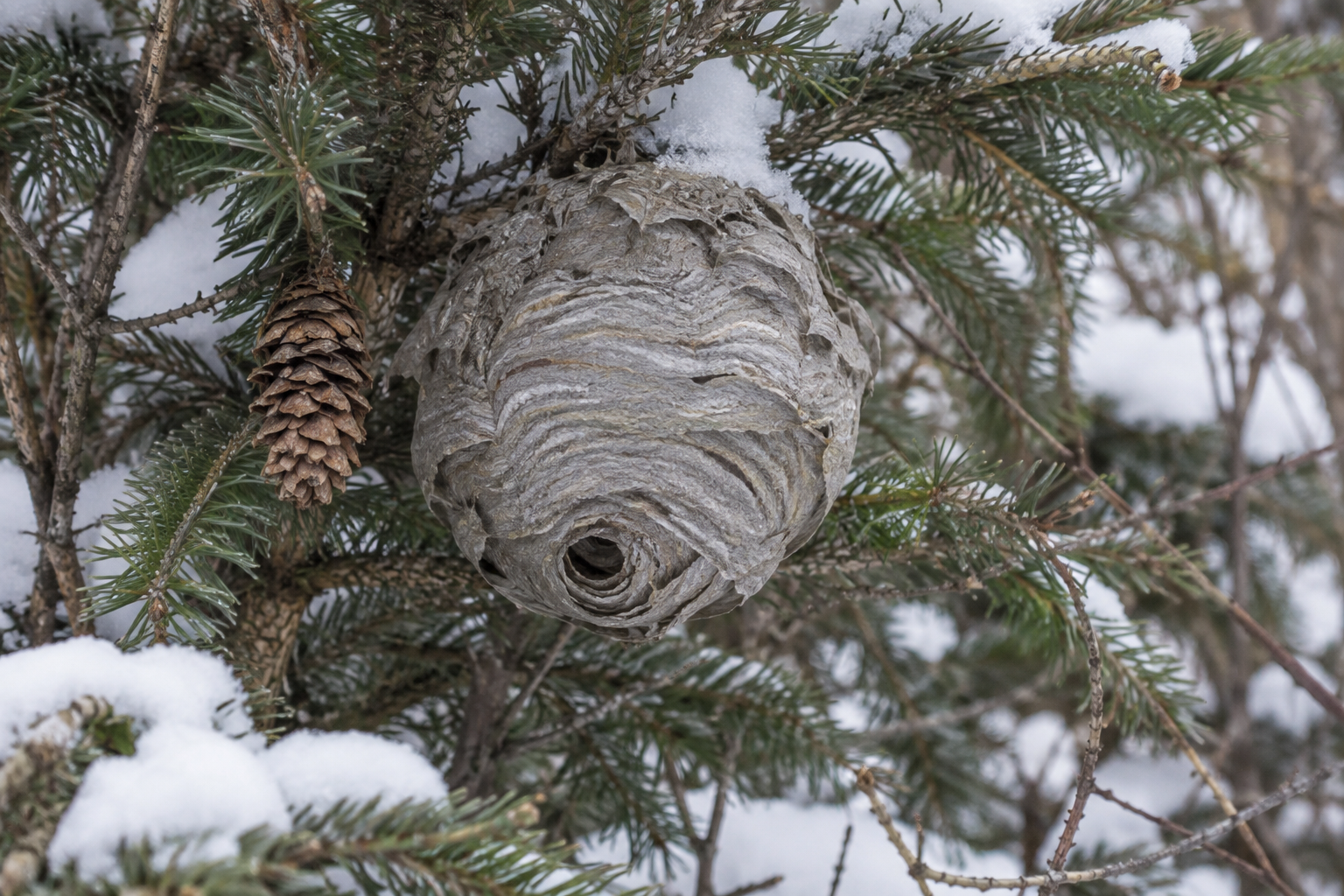 Traces et indices de Dolichovespula norvegicoides