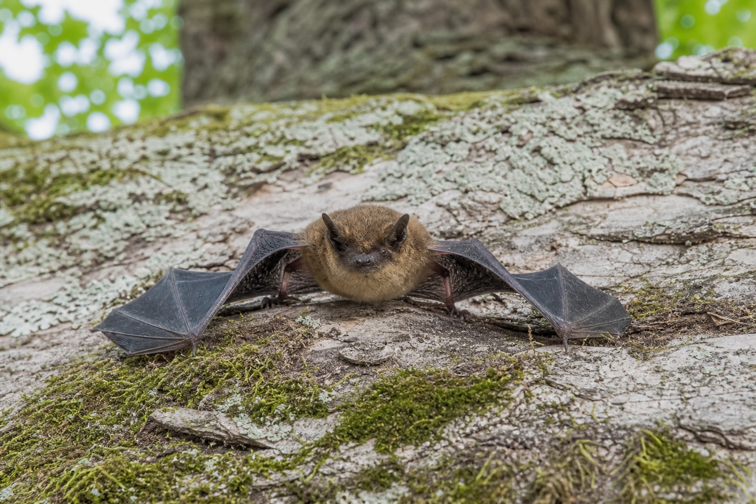 Chauve-souris nordique, petite chauve-souris au pelage brun et aux longues oreilles.