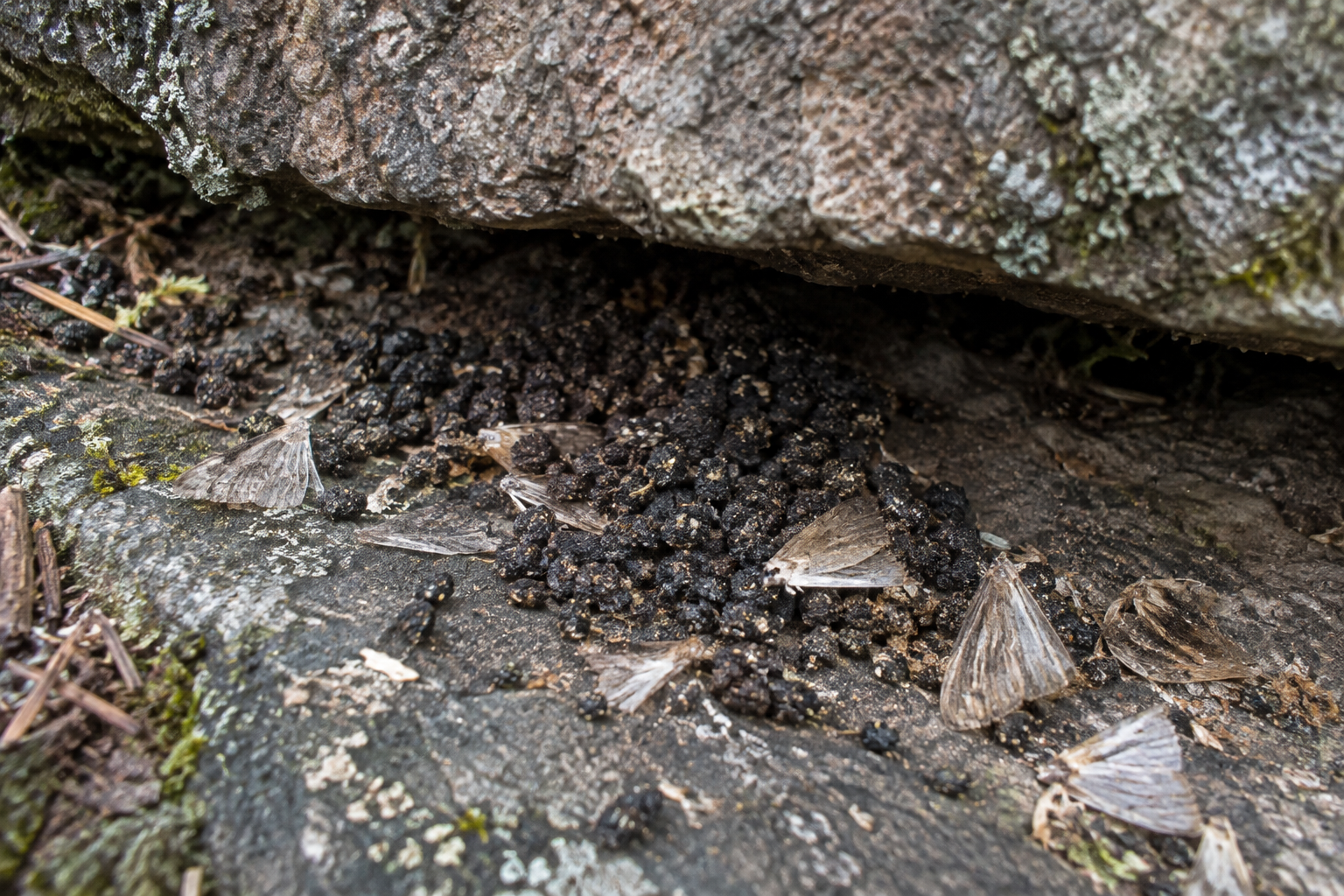 Traces et indices de Chauve-souris nordique