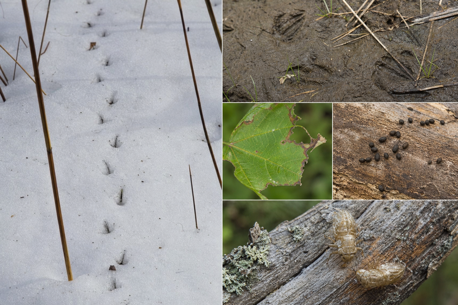 Traces et indices