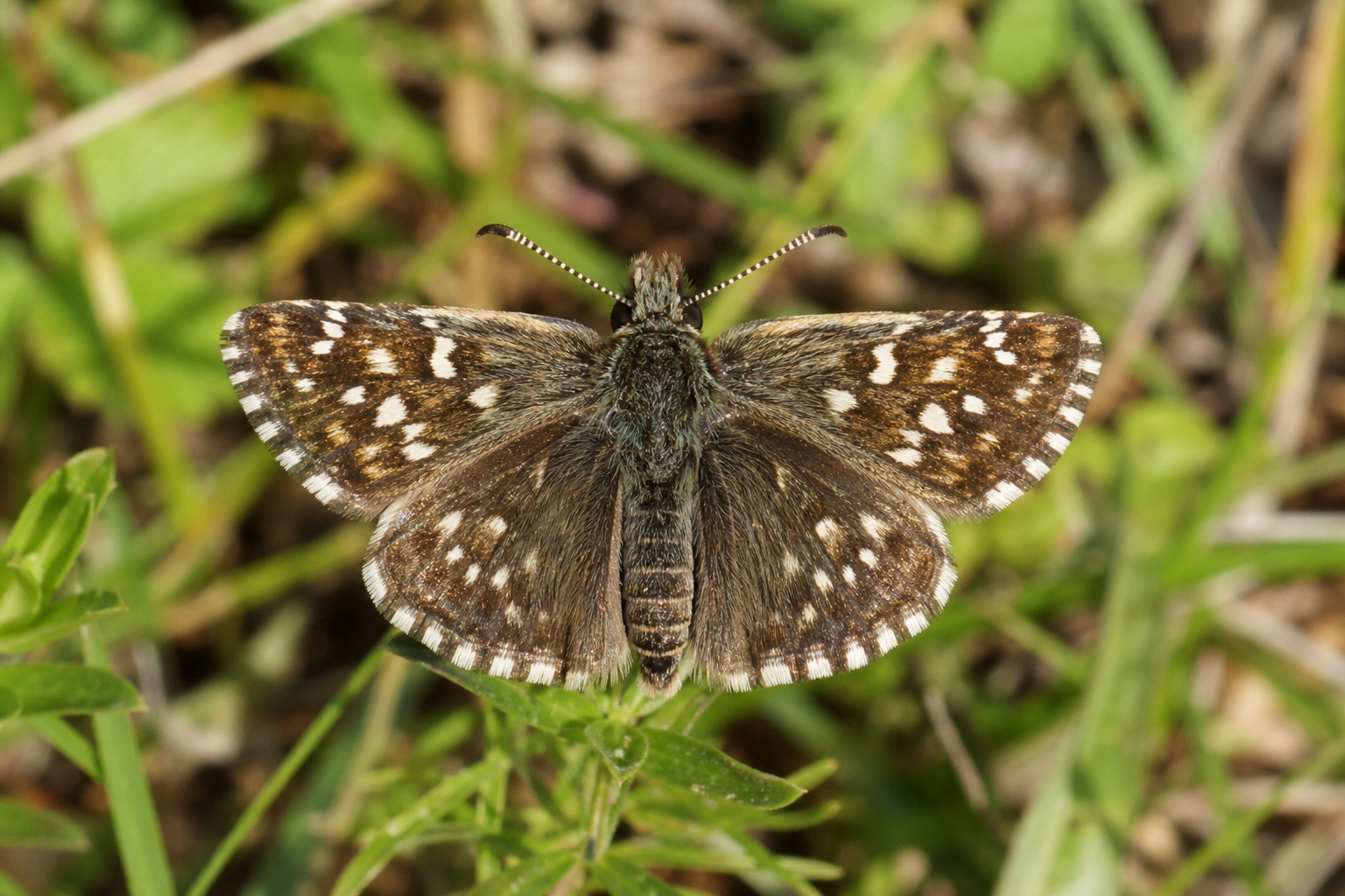 Hespérie Erynnis juvenalis aux ailes brun foncé marbrées de gris, ponctuées de petites marques blanches sur les ailes antérieures.