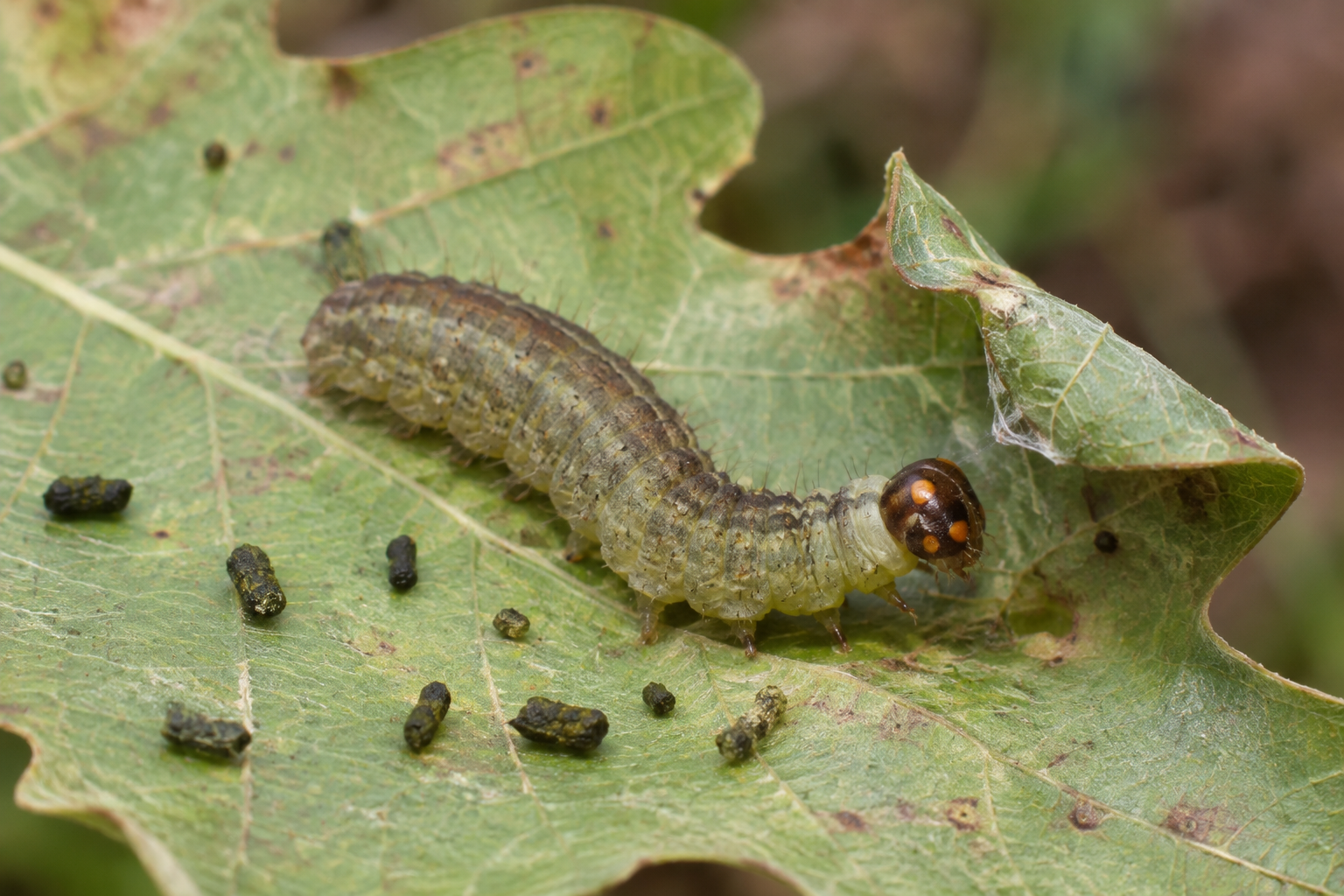 Traces et indices de Erynnis juvenalis