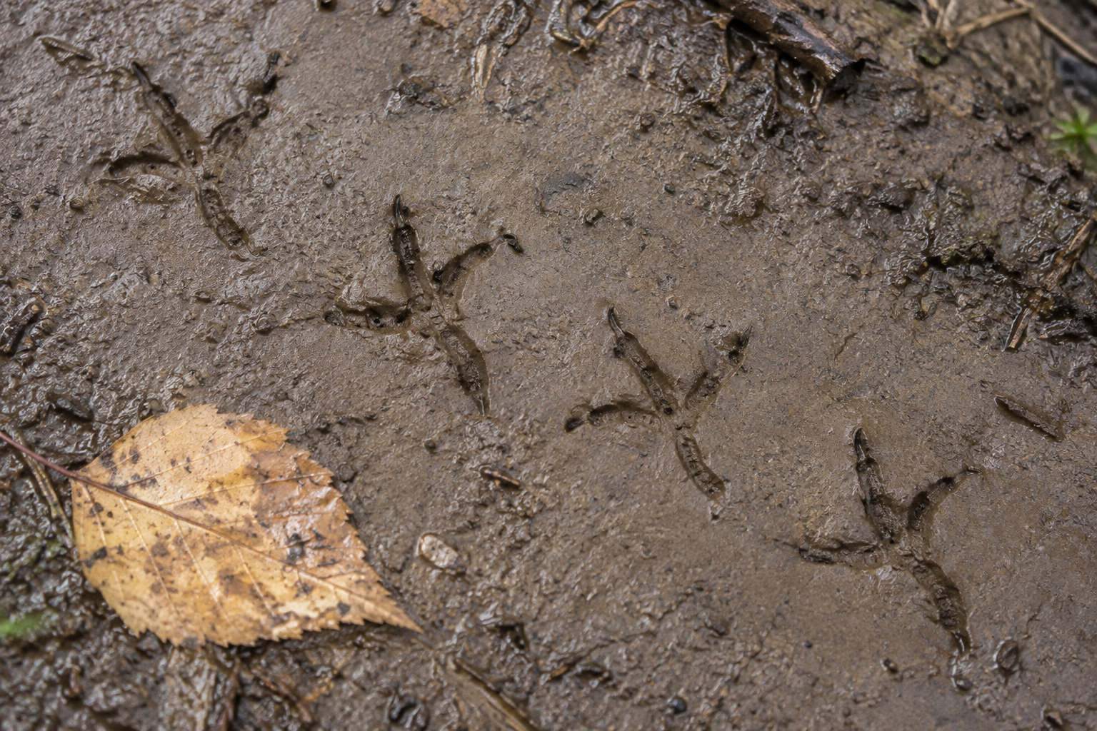 Traces et indices de Coulicou à bec noir