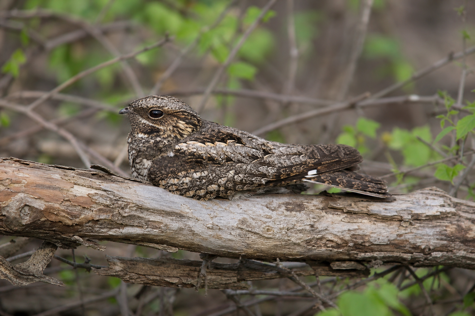 Engoulevent de Caroline au plumage brun-roux marbré de noir, à la tête large et aplatie et aux grands yeux sombres.