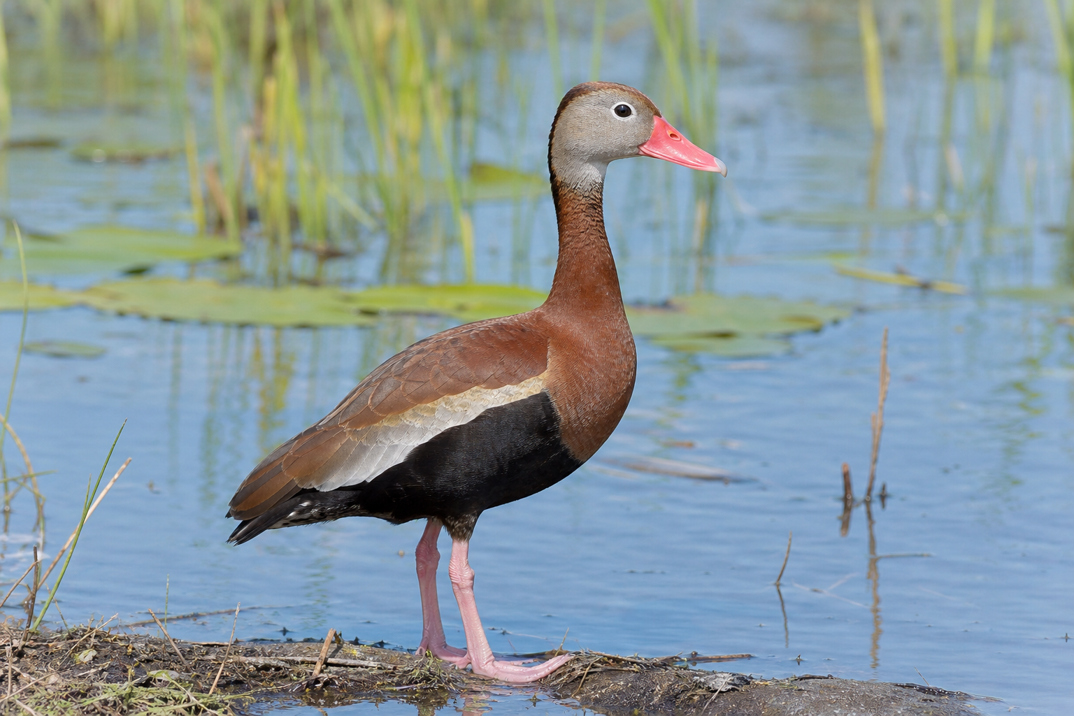 Dendrocygne à ventre noir adulte au bec rouge vif, aux longues pattes roses, à la poitrine brun roux et au ventre noir.