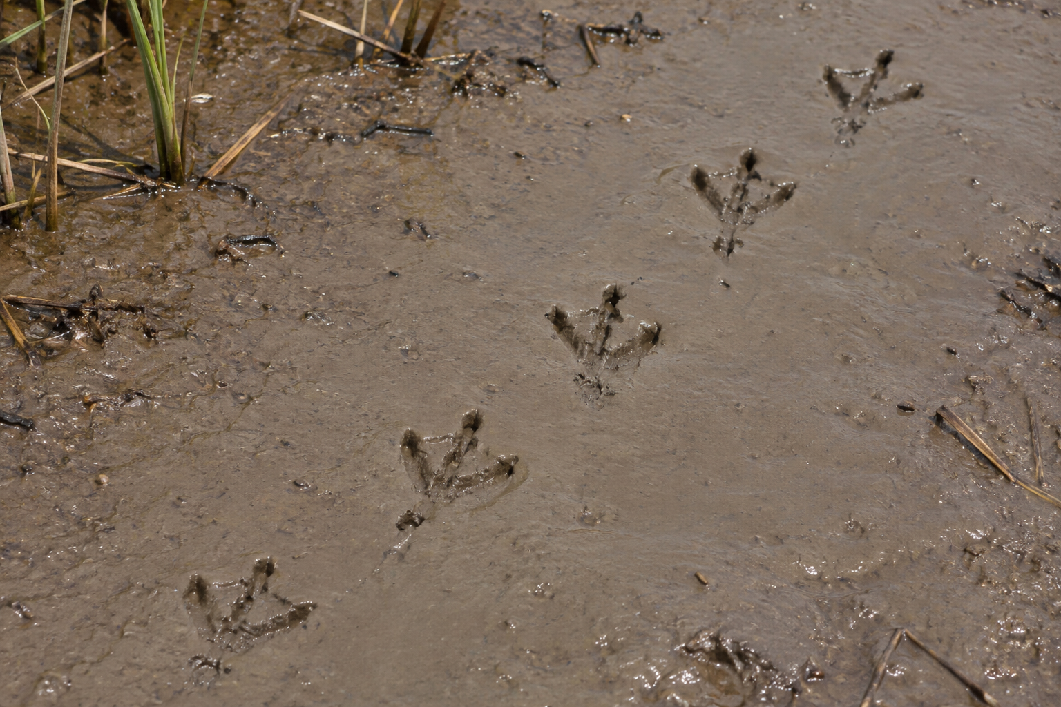 Traces et indices de Dendrocygne à ventre noir