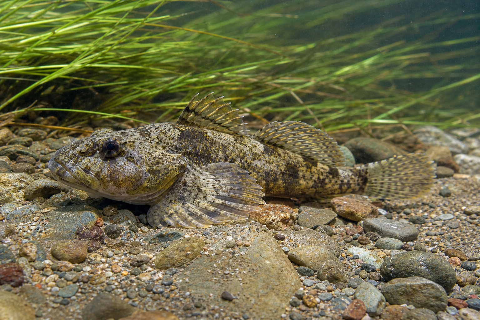 Chabot visqueux, petit poisson benthique au corps allongé brun marbré, à la tête large et aplatie et aux grandes nageoires pectorales étalées.