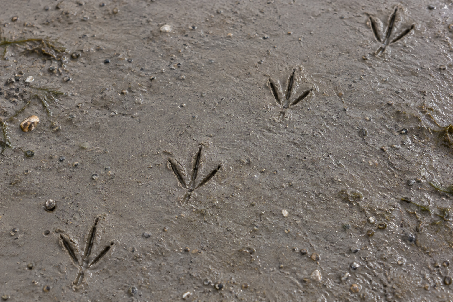 Traces et indices de Courlis corlieu