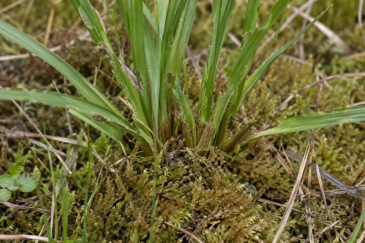 Traces et indices de Erebia disa