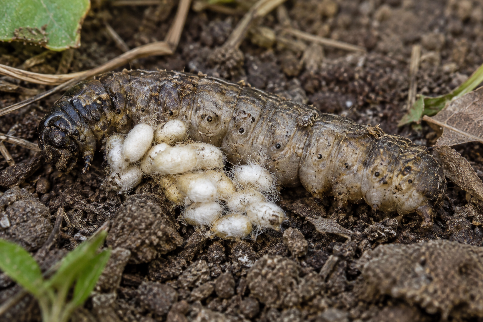 Traces et indices de Cotesia xylina