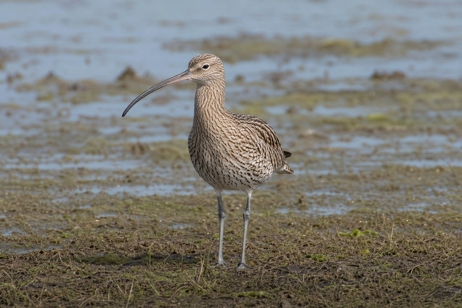 Courlis cendré, grand limicole au plumage brun strié et au long bec recourbé vers le bas.