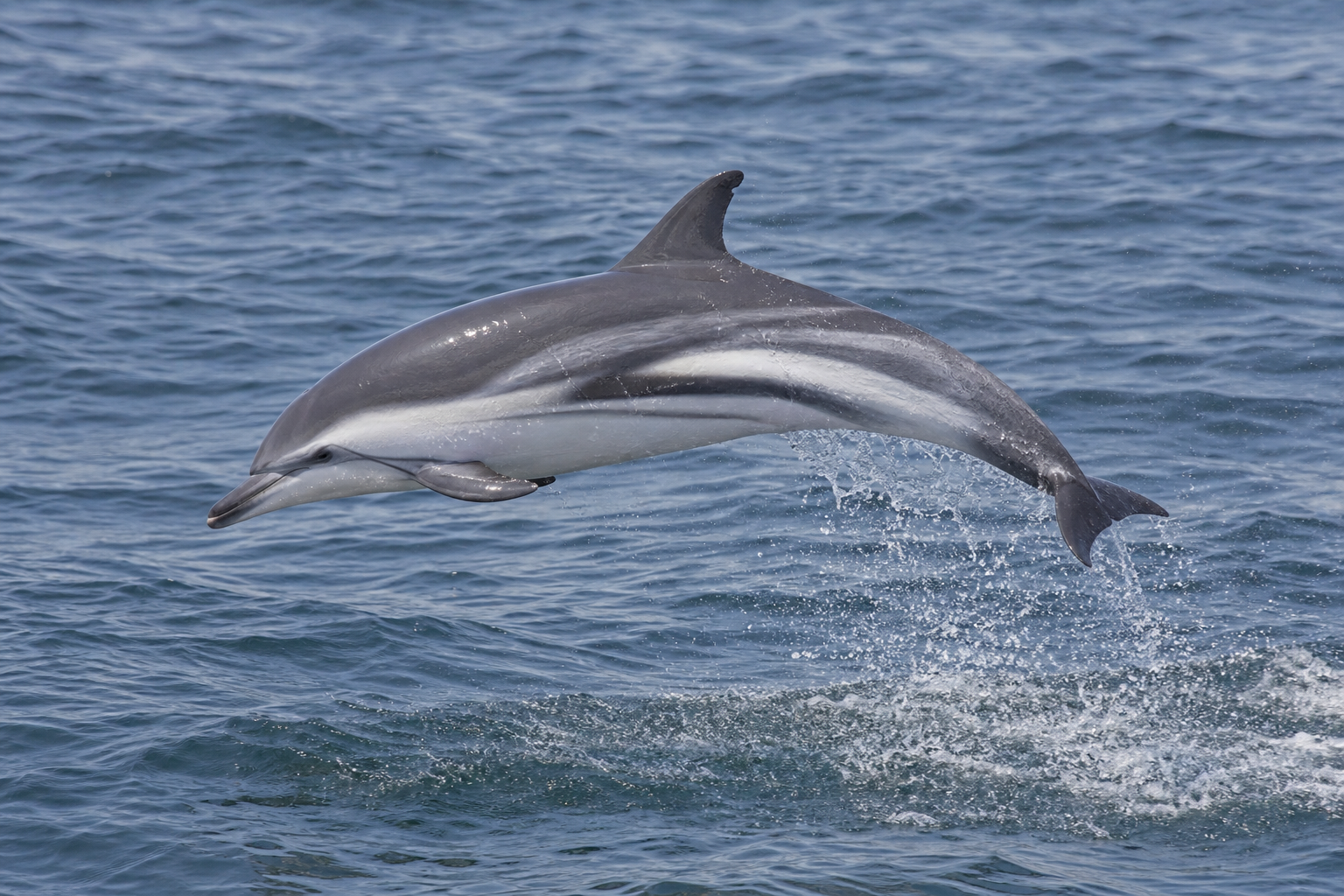 Dauphin bleu adulte au corps élancé, dos gris foncé, ventre pâle et bande noire reliant l'œil à la région anale.