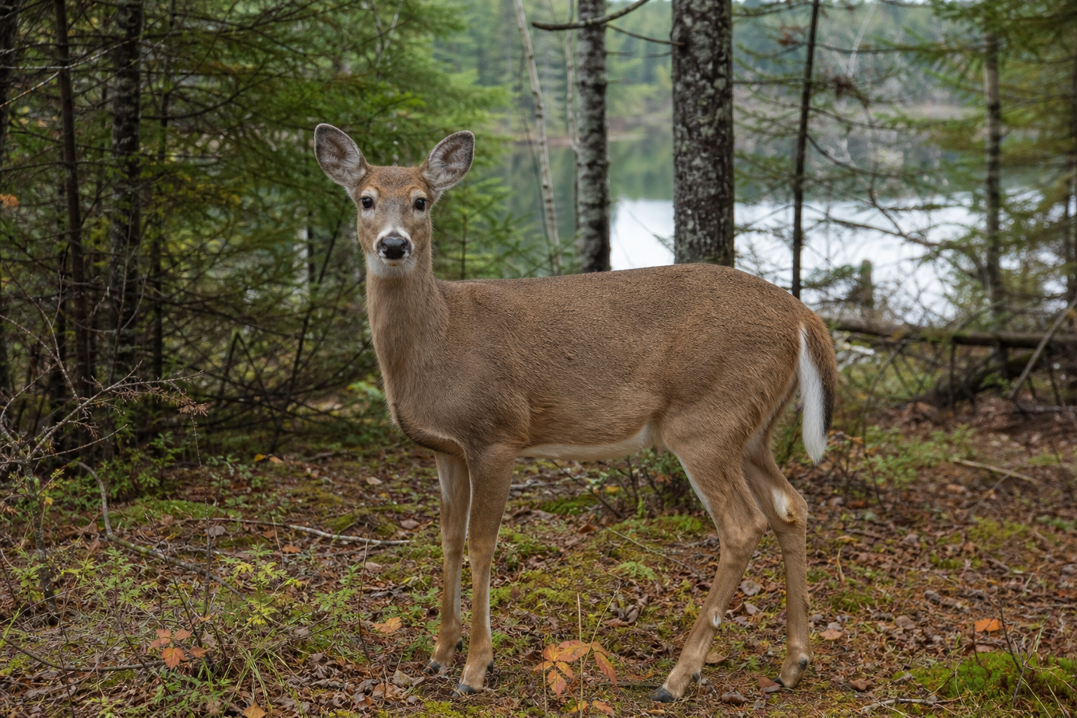 Cerf de Virginie adulte debout en lisière de forêt mixte, pelage brun et queue blanche visible.