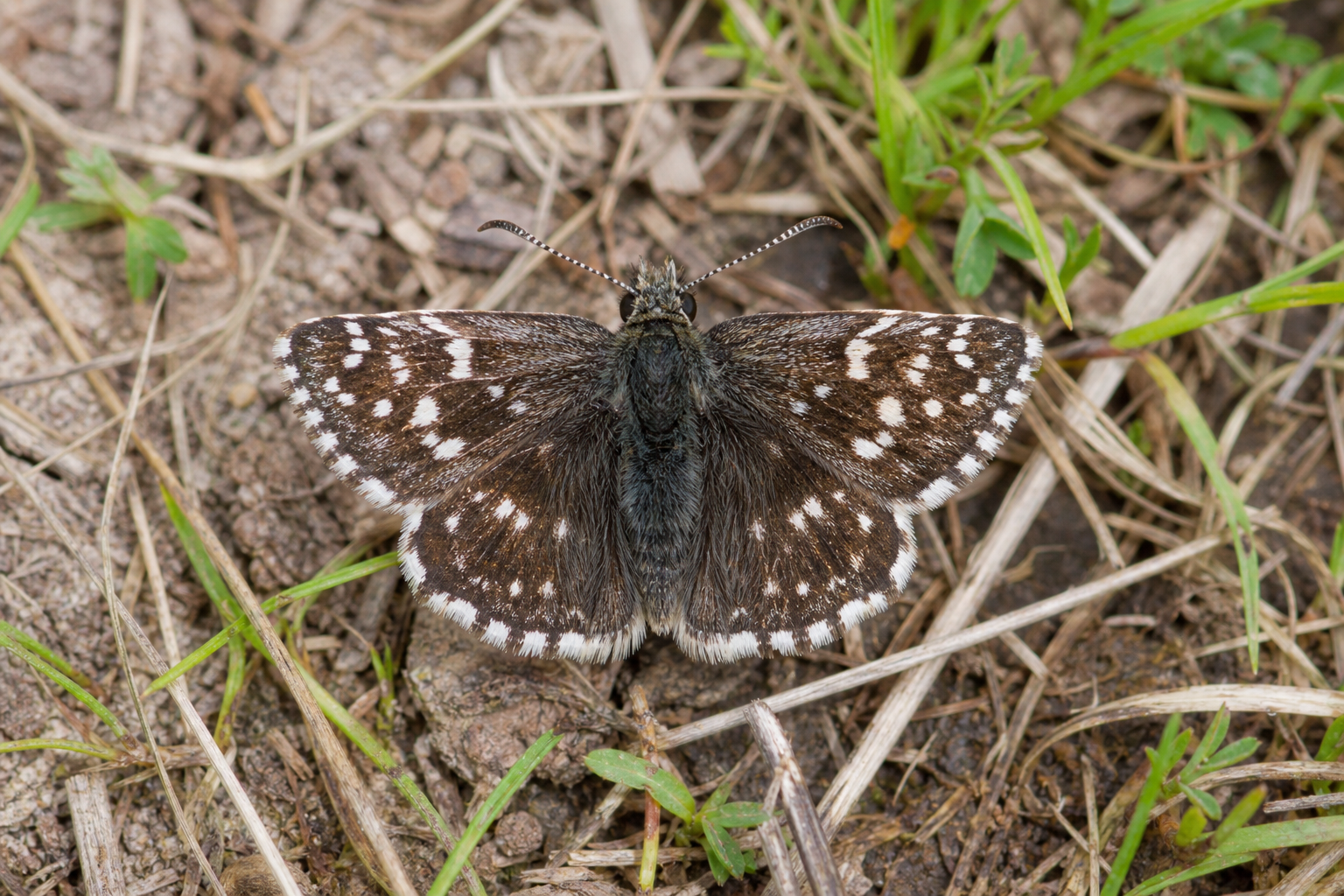 Petite hespérie brun-gris sombre, Erynnis icelus, posée les ailes ouvertes à plat, montrant des bandes grisâtres sur l'aile antérieure dépourvue de taches translucides.