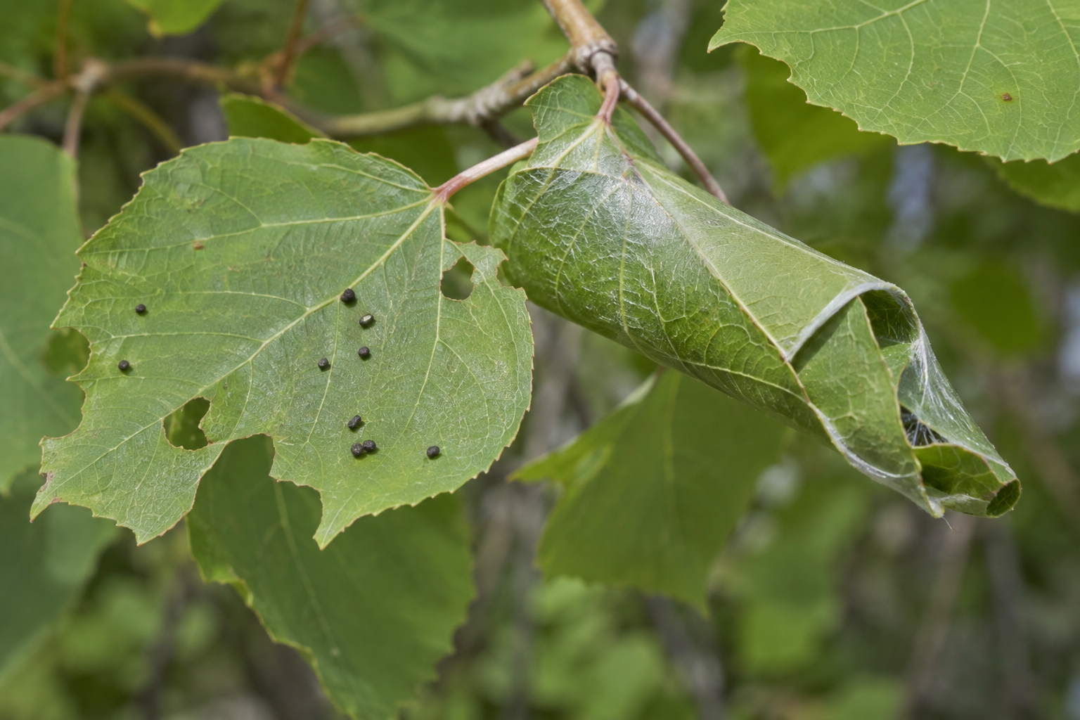 Traces et indices de Erynnis icelus