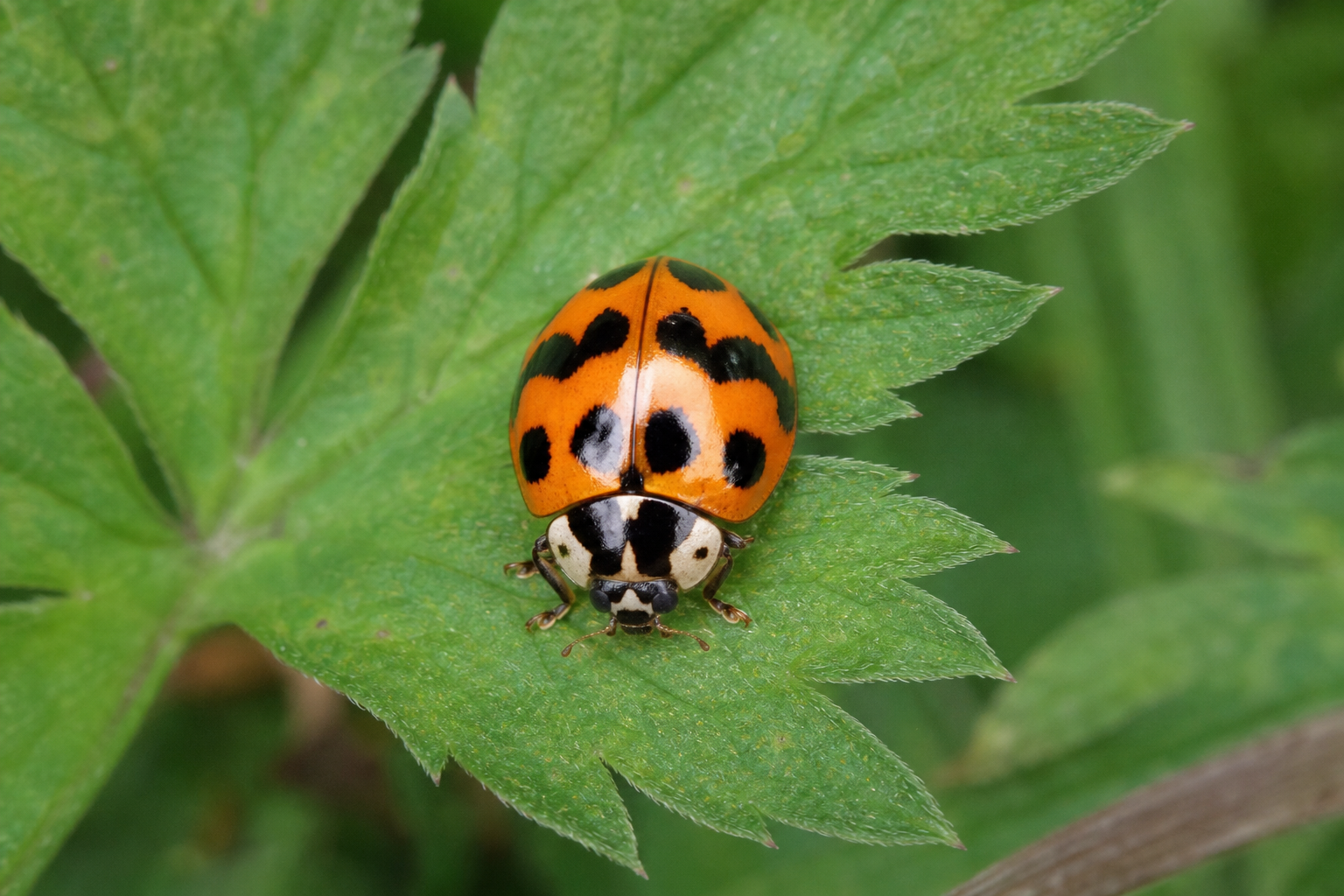 Coccinelle à trois bandes aux élytres rouge orangé traversés de trois bandes noires.
