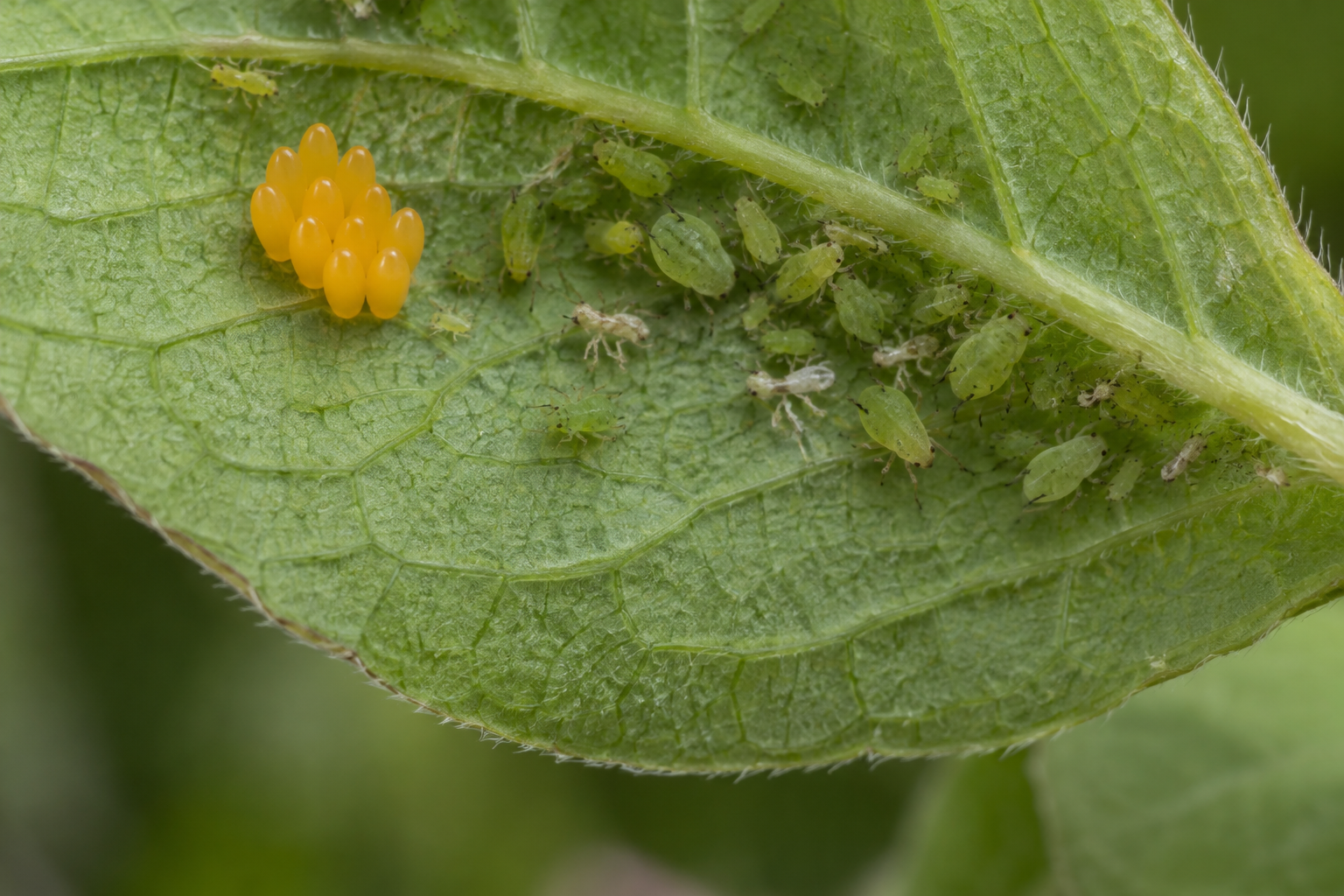 Traces et indices de Coccinella trifasciata
