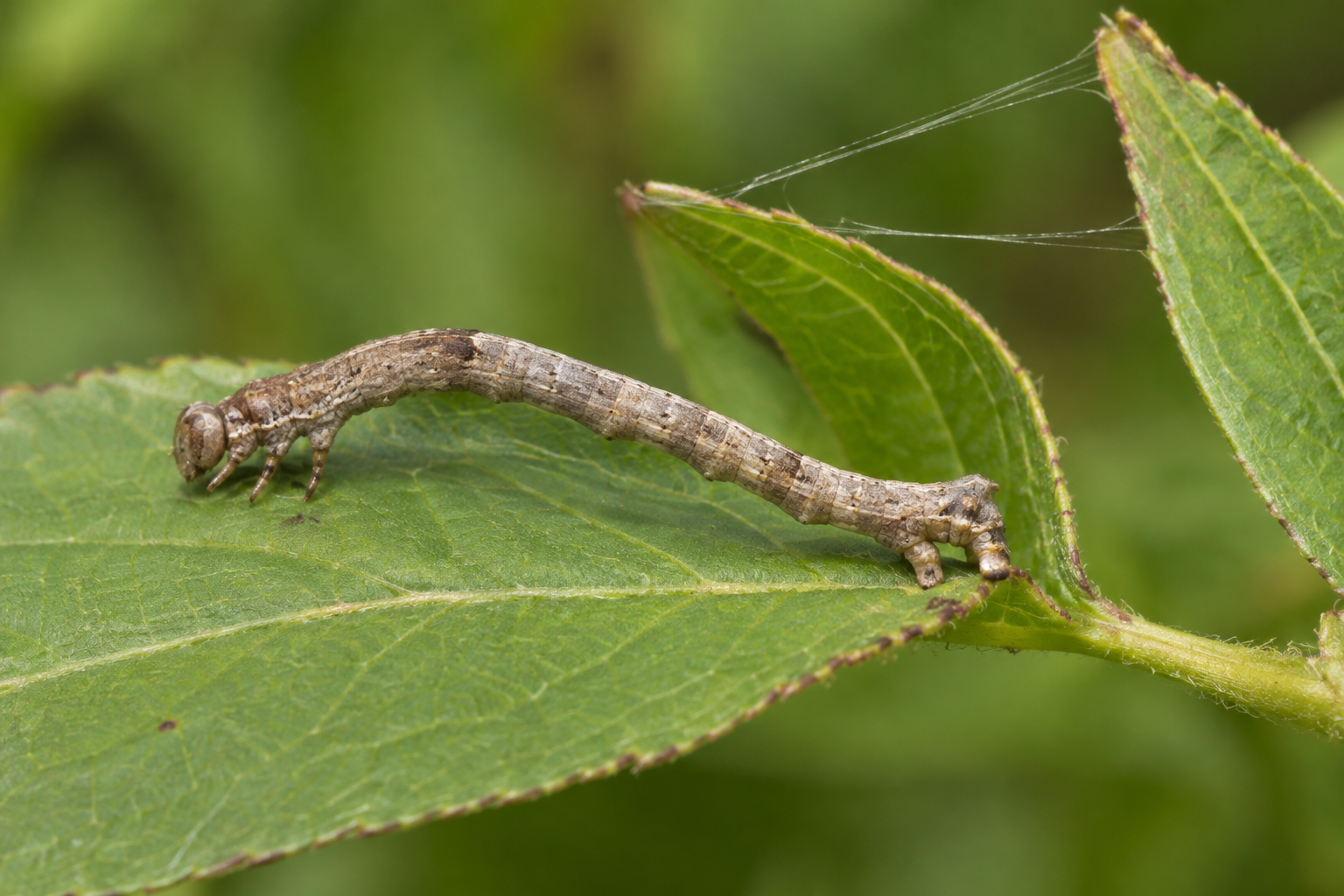 Traces et indices de Dysstroma walkerata