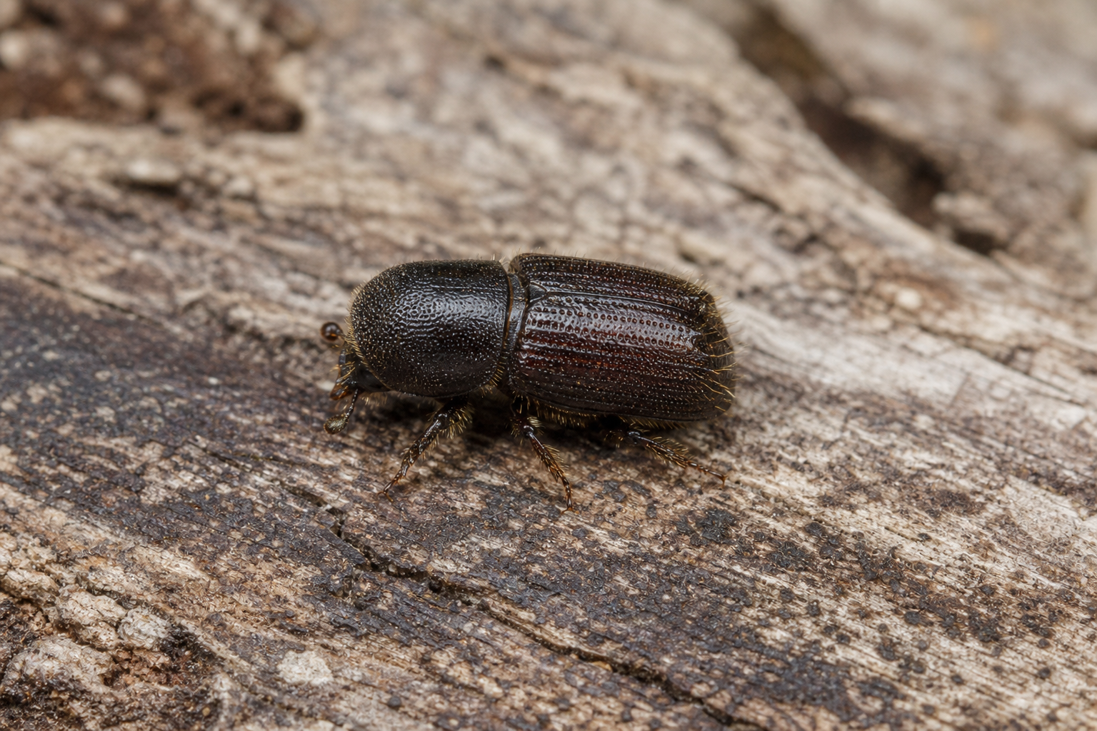 Coléoptère Dendroctonus valens adulte, de forme cylindrique et de couleur brun rougeâtre