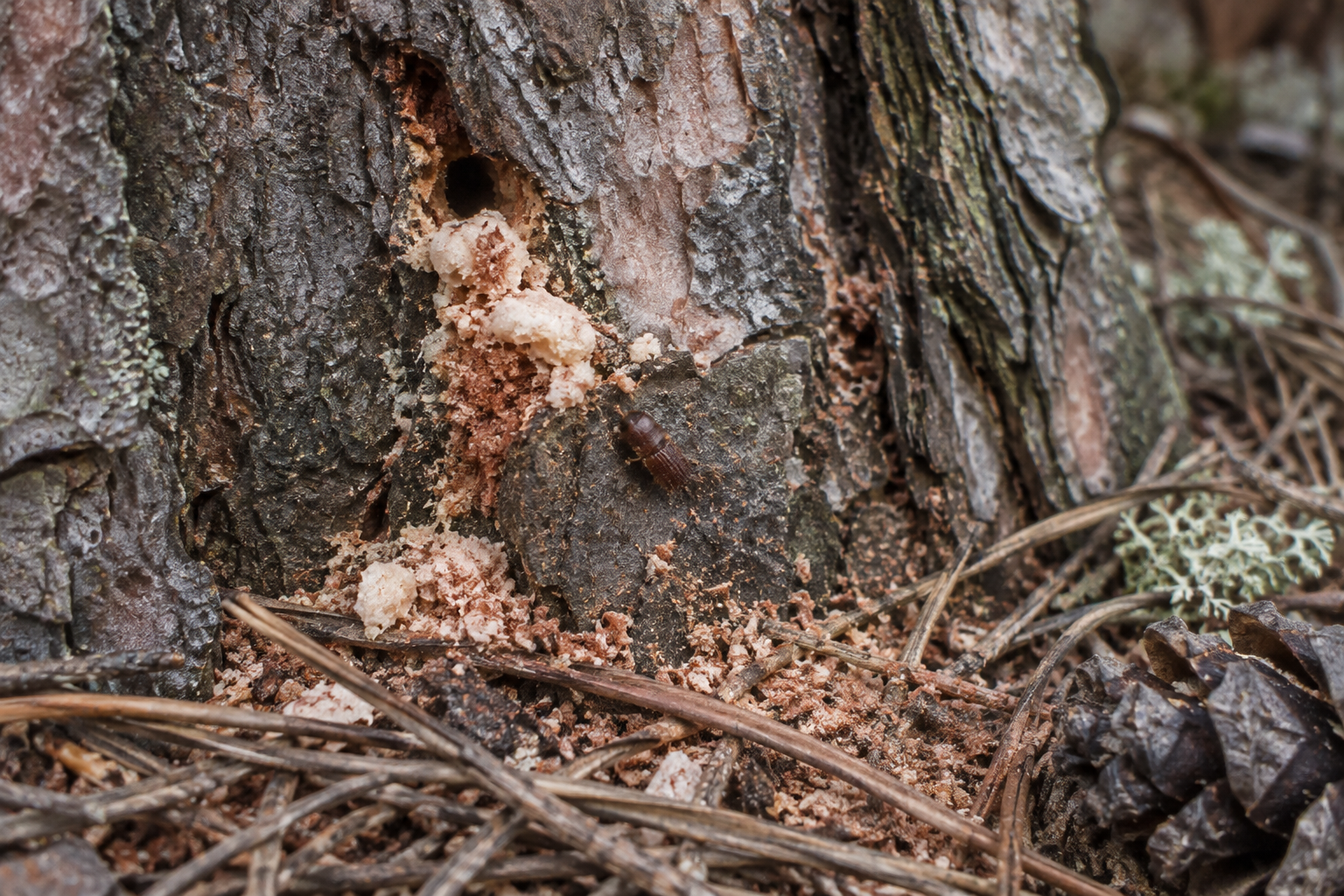 Traces et indices de Dendroctonus valens