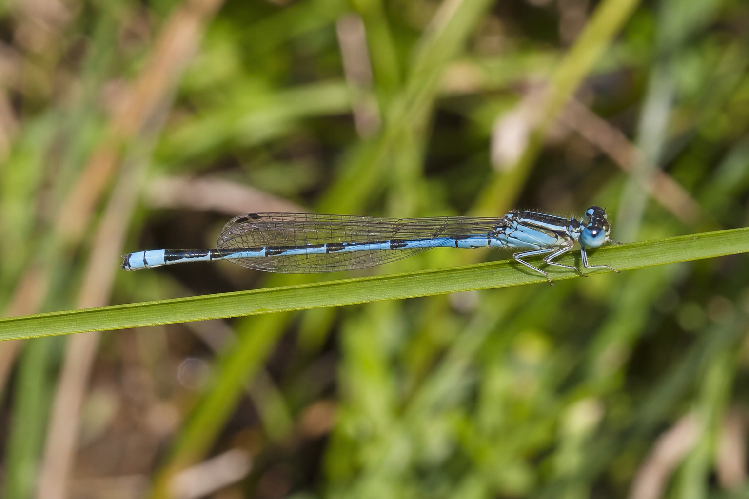 Agrion résolu mâle, petite demoiselle au corps grêle bleu marqué de noir, posé sur une tige de végétation riveraine.