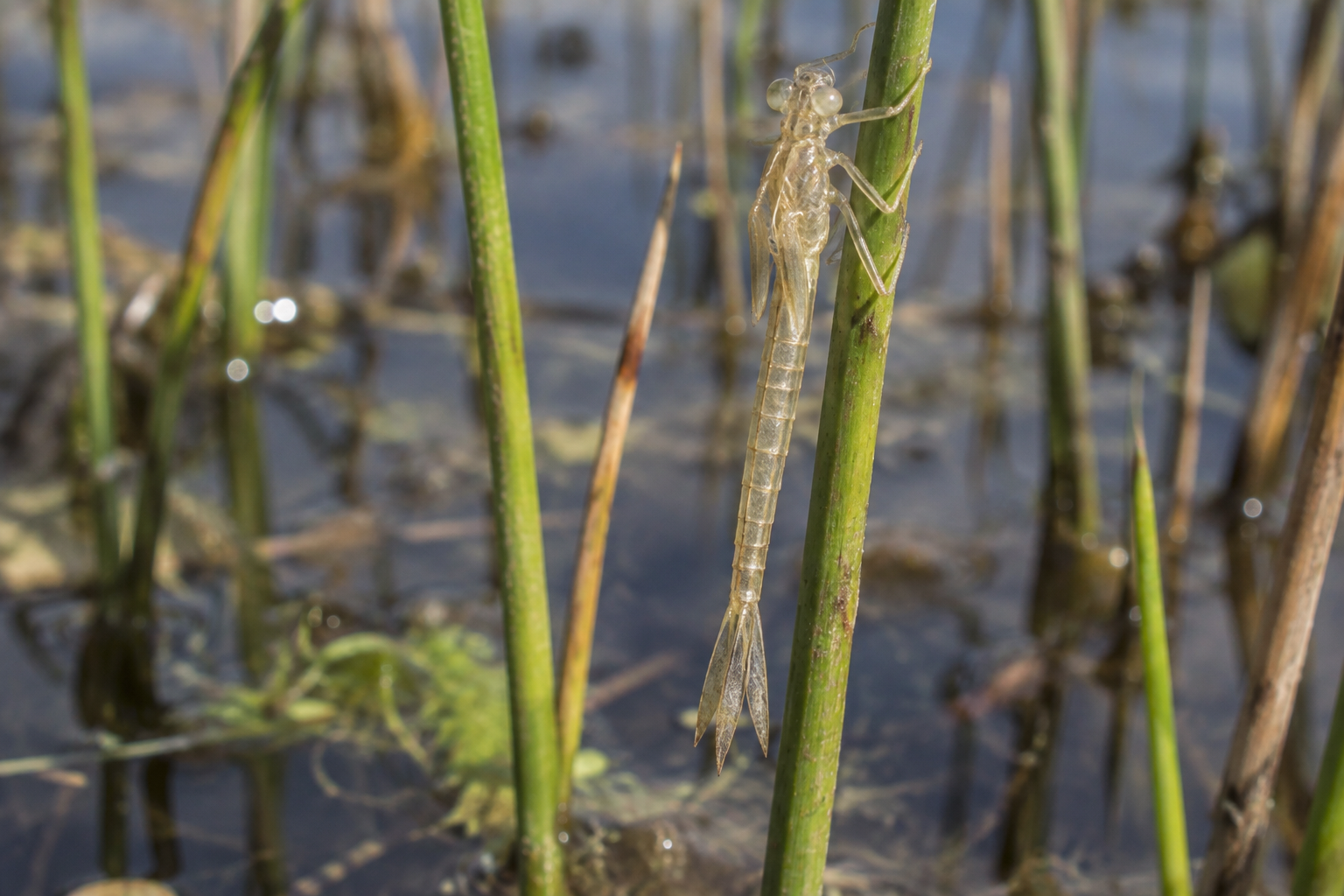 Traces et indices de Coenagrion resolutum
