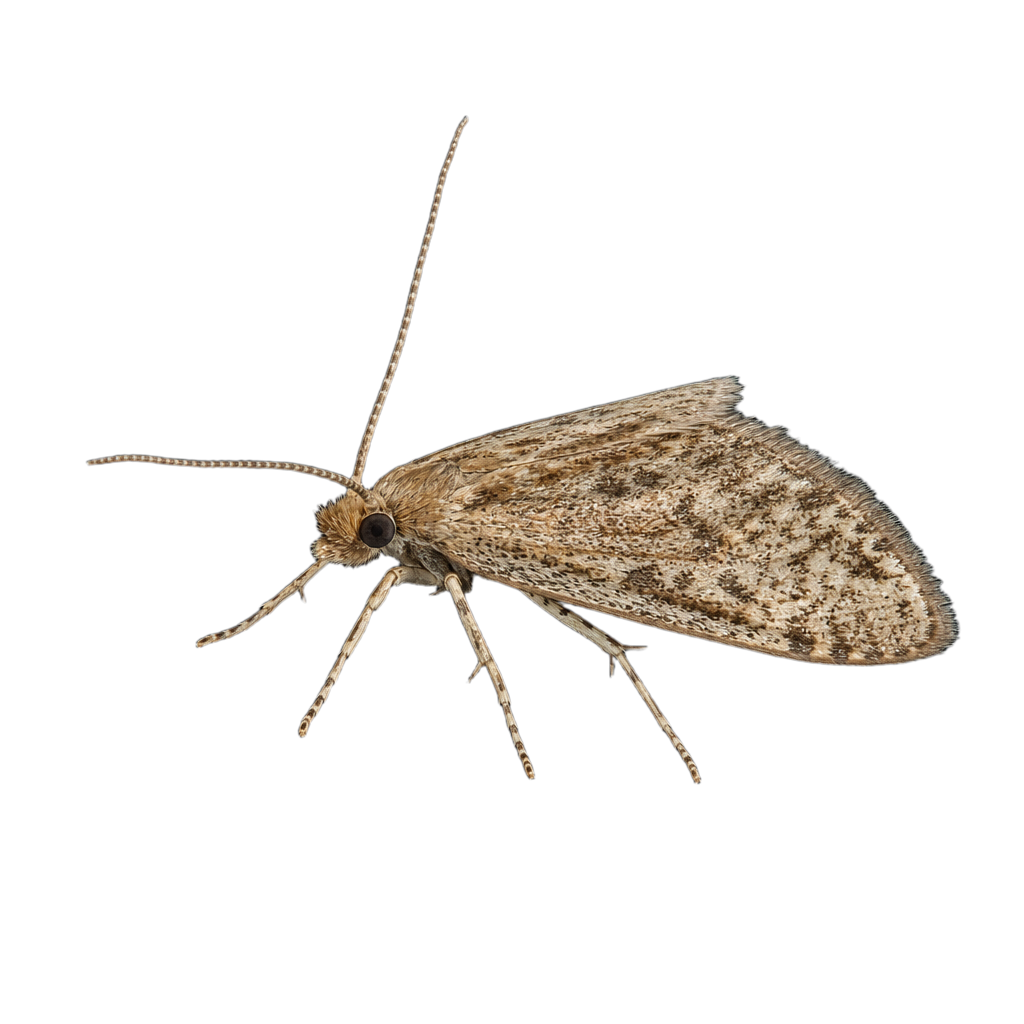 Epiblema obfuscana, petit papillon de nuit de la famille des Tortricidae.