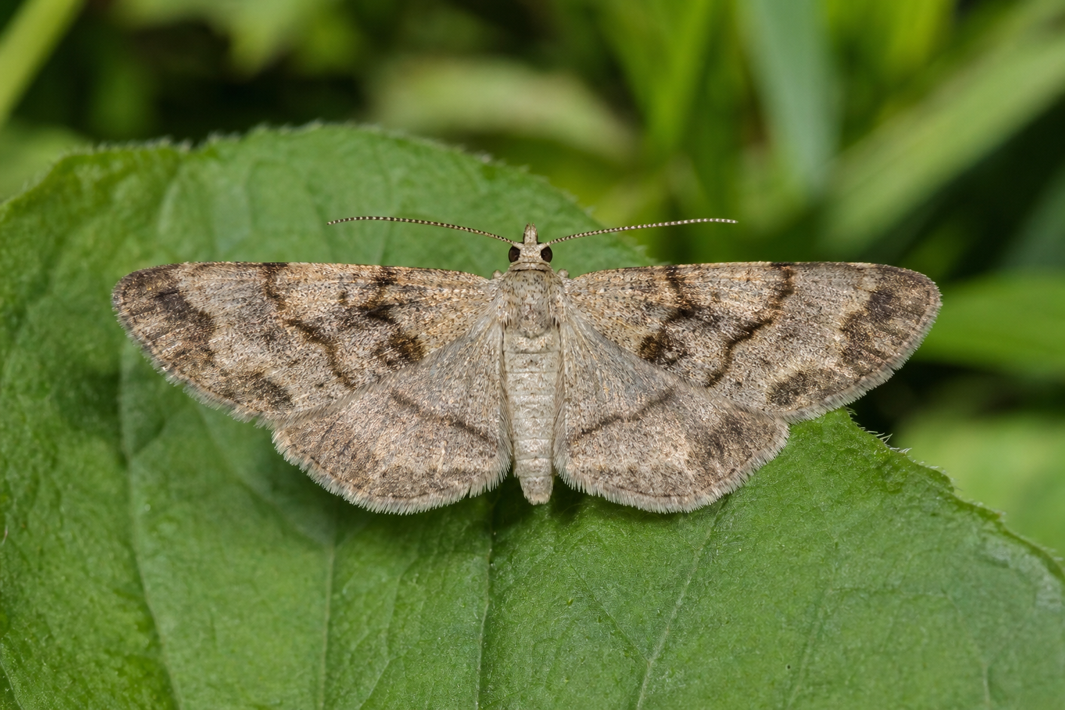 Epiblema obfuscana, petit papillon de nuit de la famille des Tortricidae.