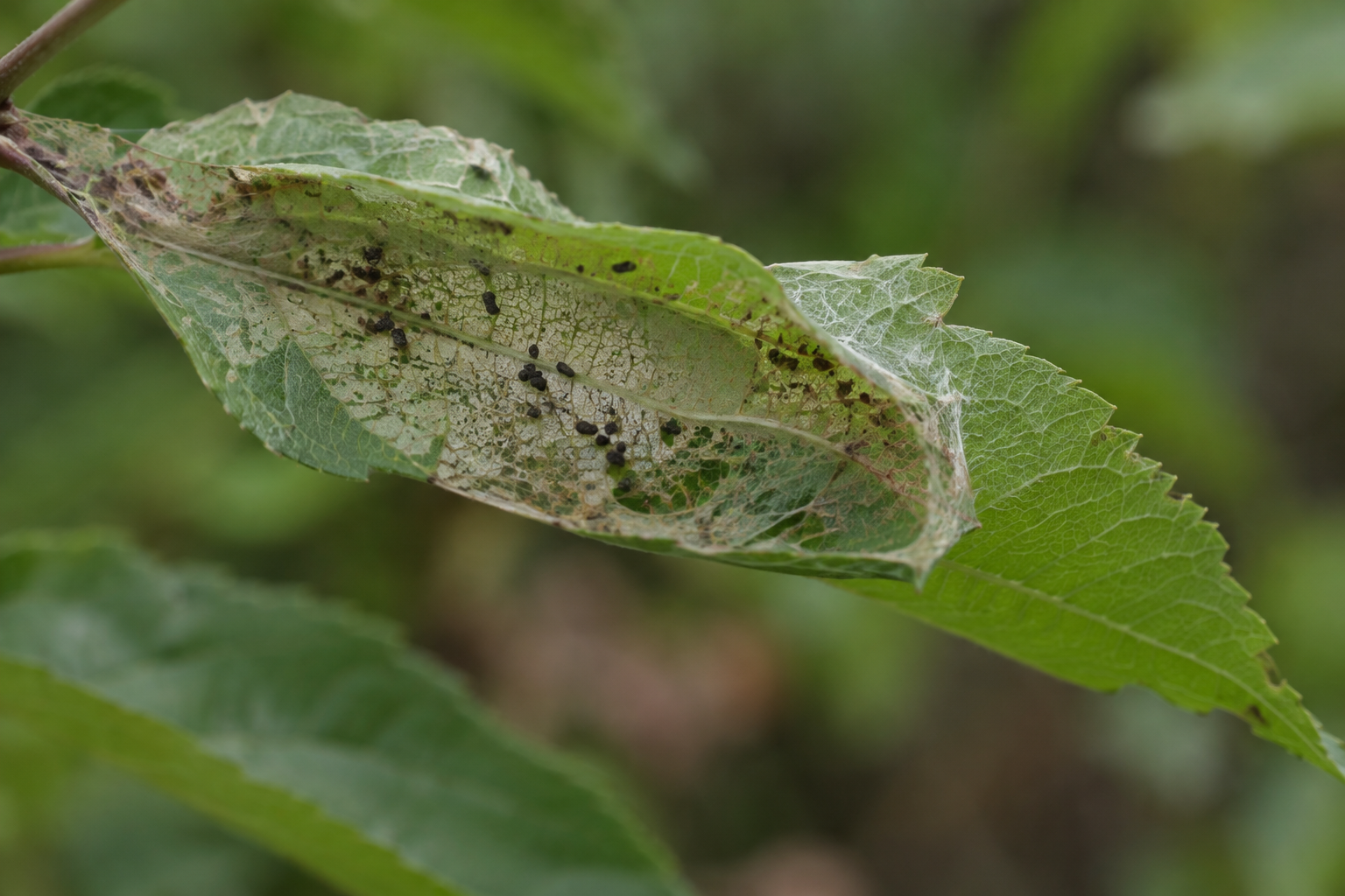 Traces et indices de Dichomeris punctipennella