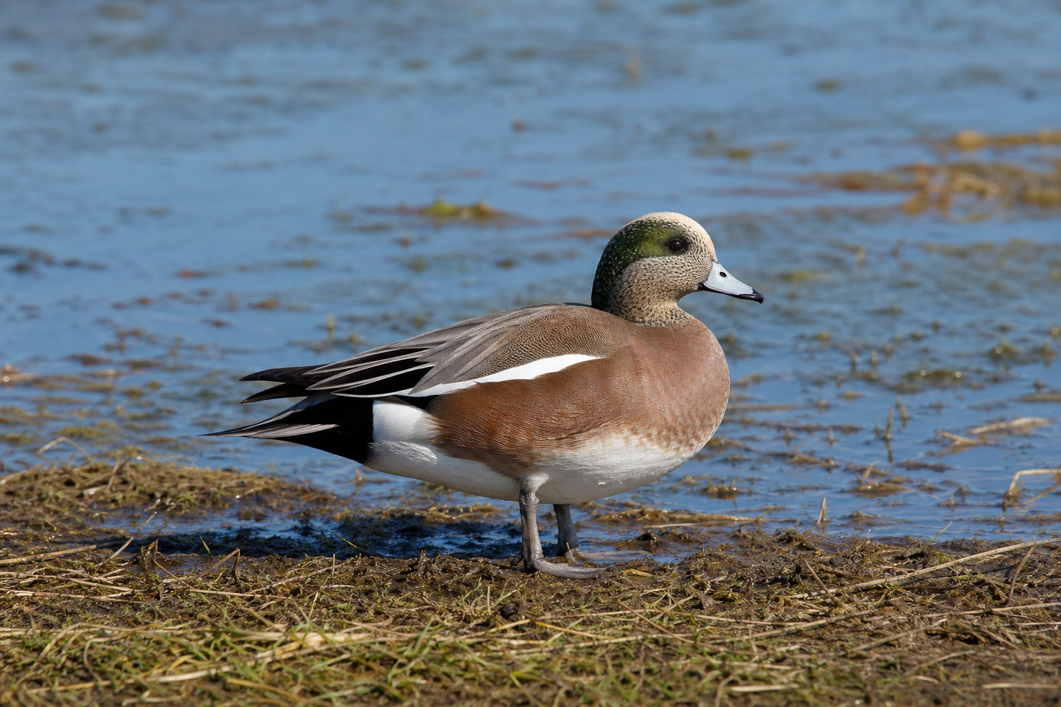 Canard d'Amérique mâle adulte au front blanc crème et à la bande verte derrière l'œil, nageant près d'une rive de quenouilles.