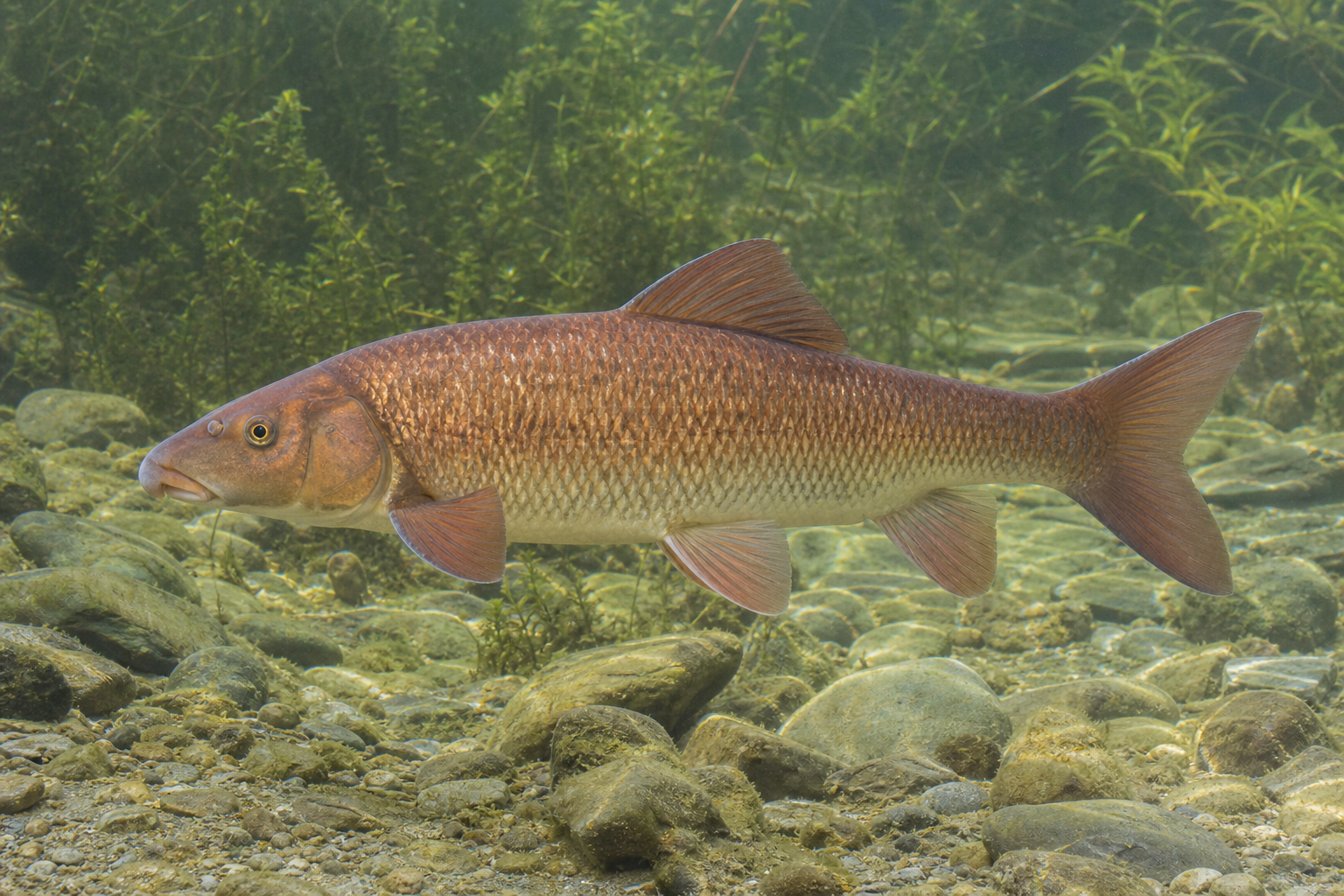 Chevalier cuivré, grand poisson d'eau douce au corps massif à reflets cuivrés et aux nageoires rougeâtres.