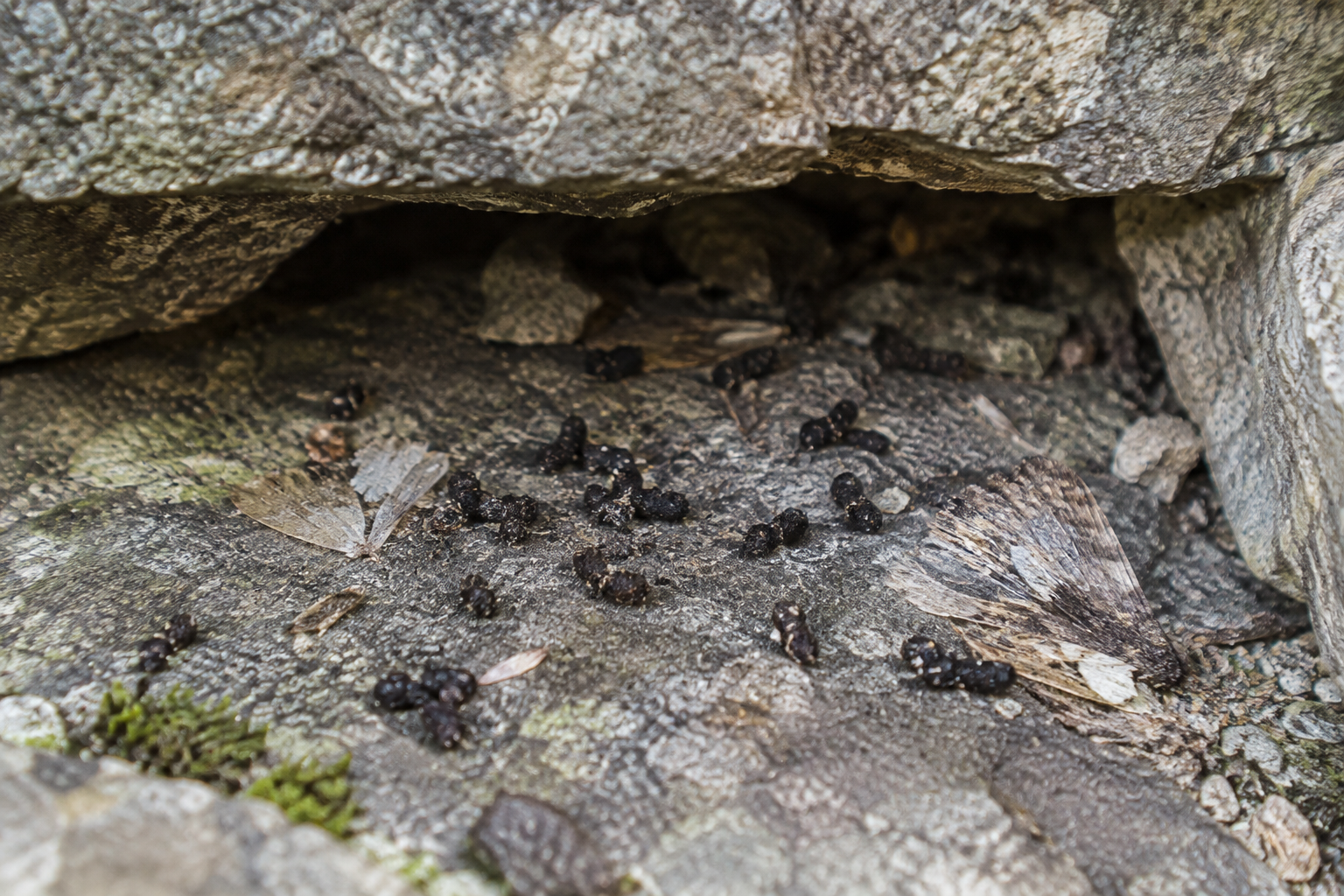 Traces et indices de Chauve-souris pygmée de l'Est