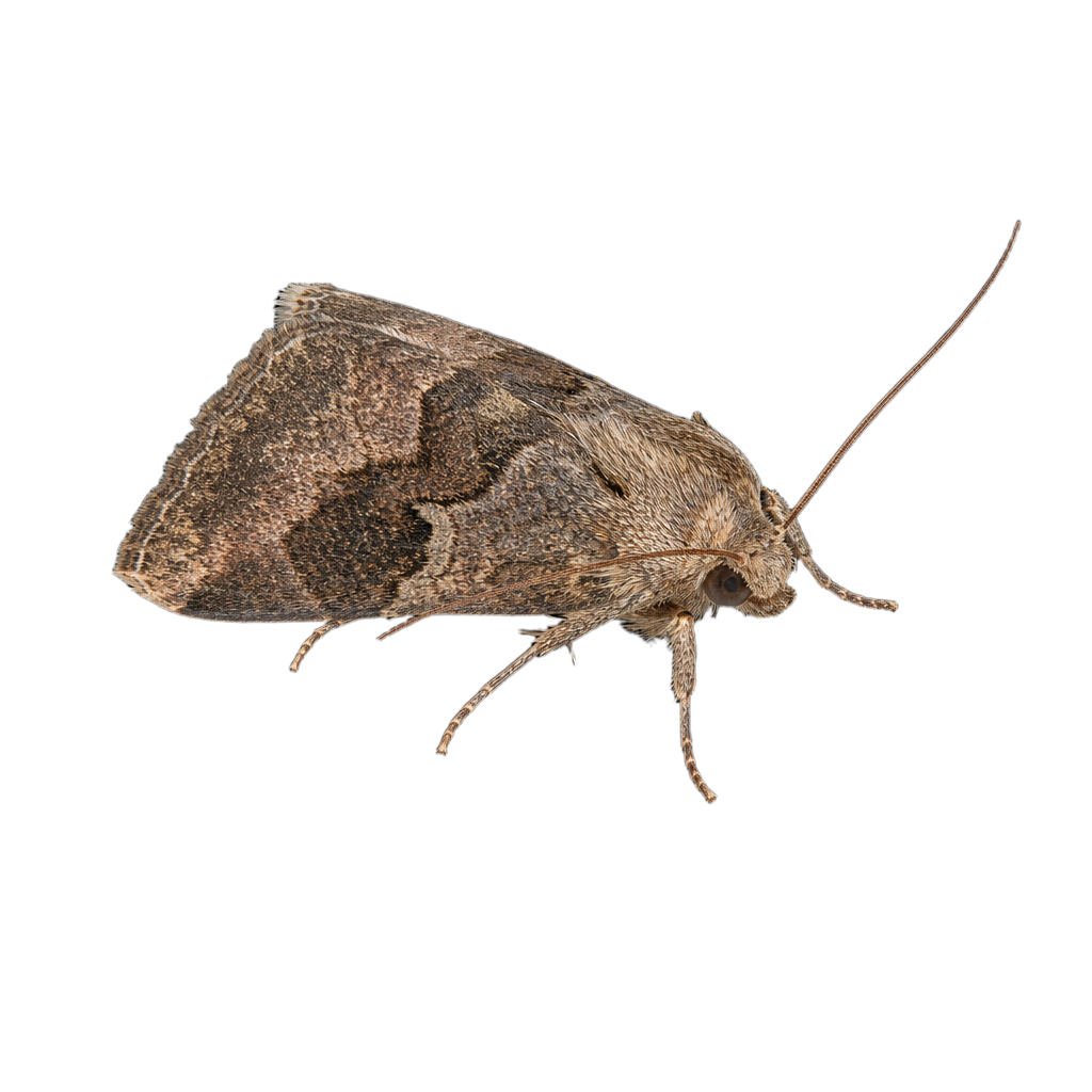 Petite noctuelle Deltote bellicula posée sur la végétation d'une tourbière.