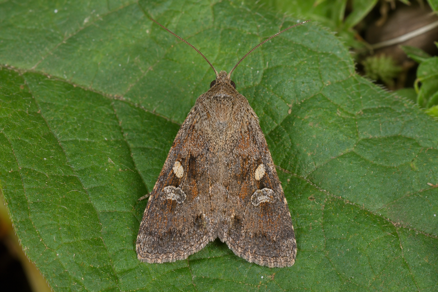 Petite noctuelle Deltote bellicula posée sur la végétation d'une tourbière.