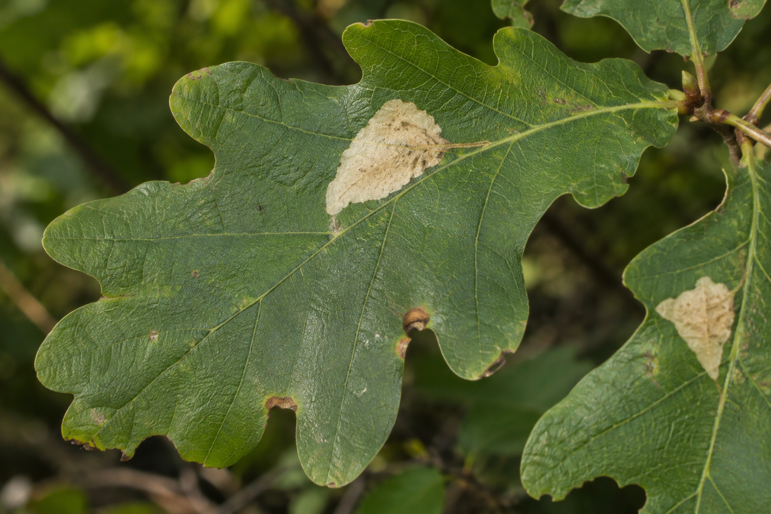 Traces et indices de Coptotriche citrinipennella