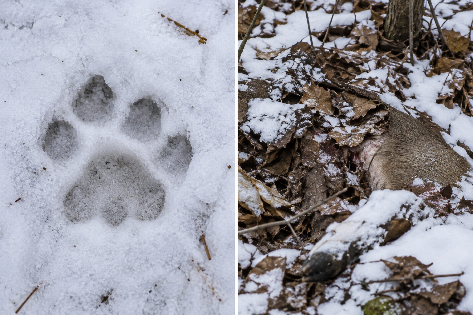 Traces et indices de Cougar
