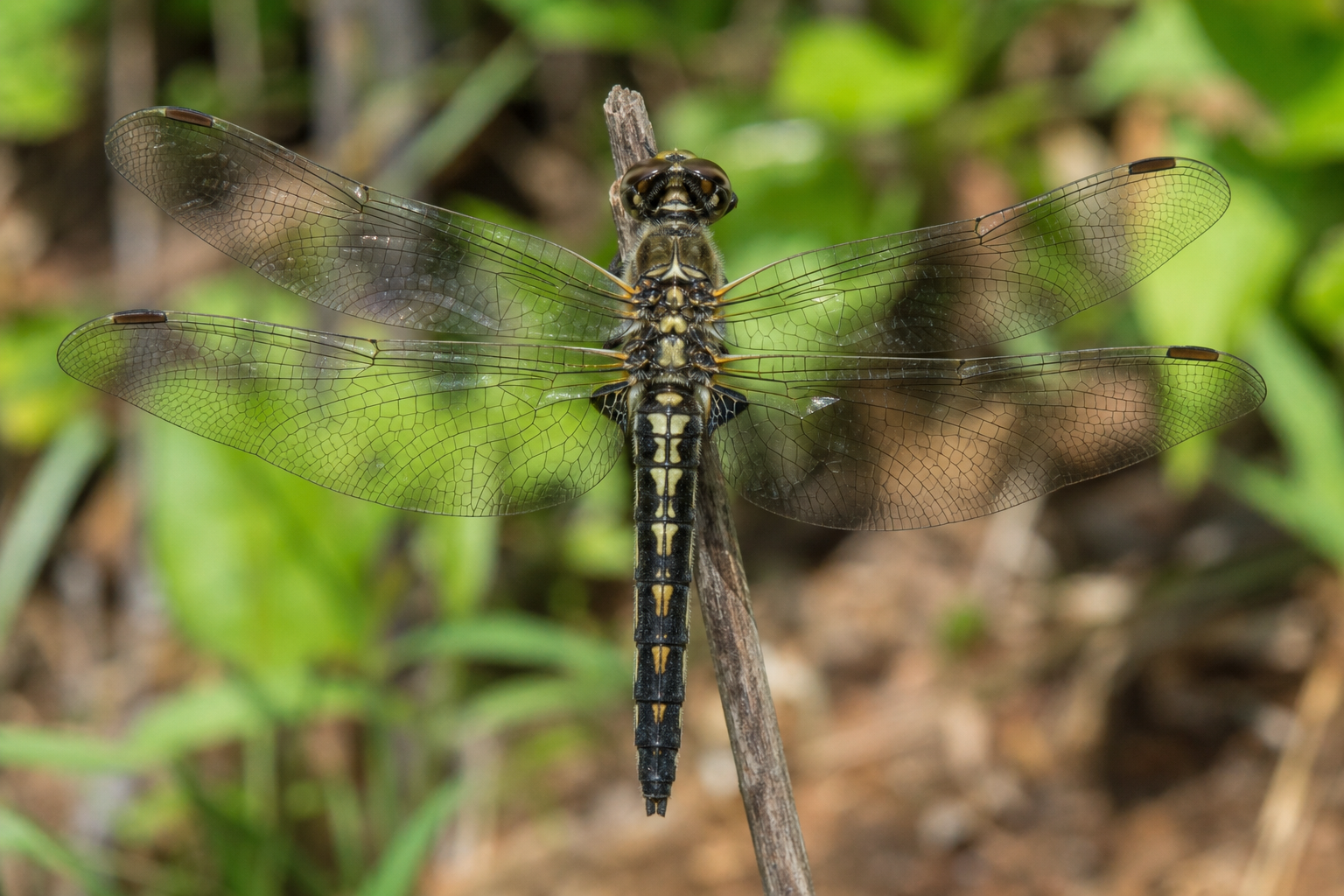 Epitheca spinigera, libellule de la famille des Corduliidés.