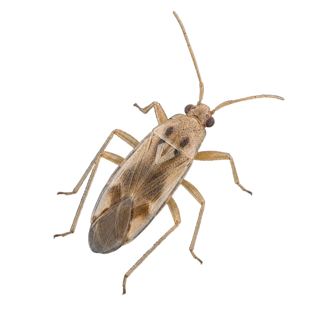 Attenella attenuata au Québec