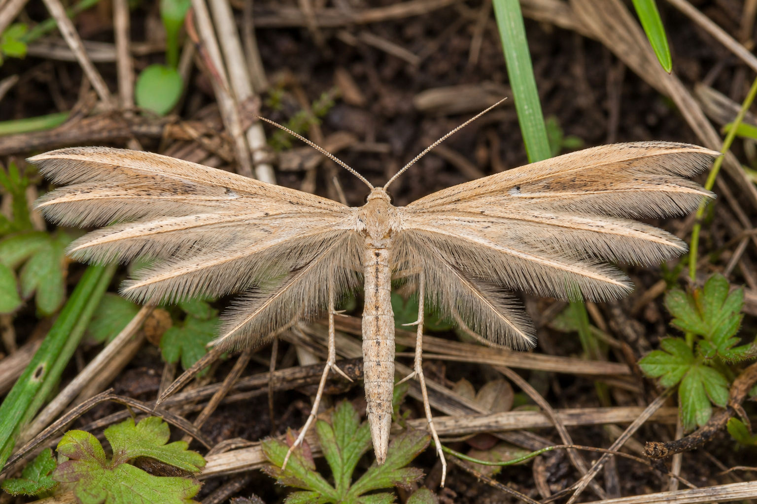 Attenella attenuata au Québec