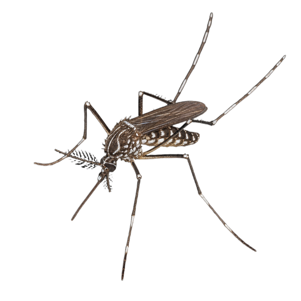 Aedes euedes au Québec