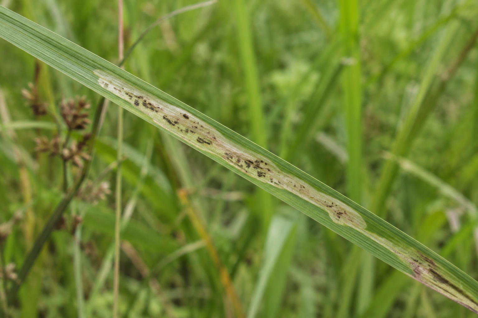 Traces et indices de Elachista irrorata