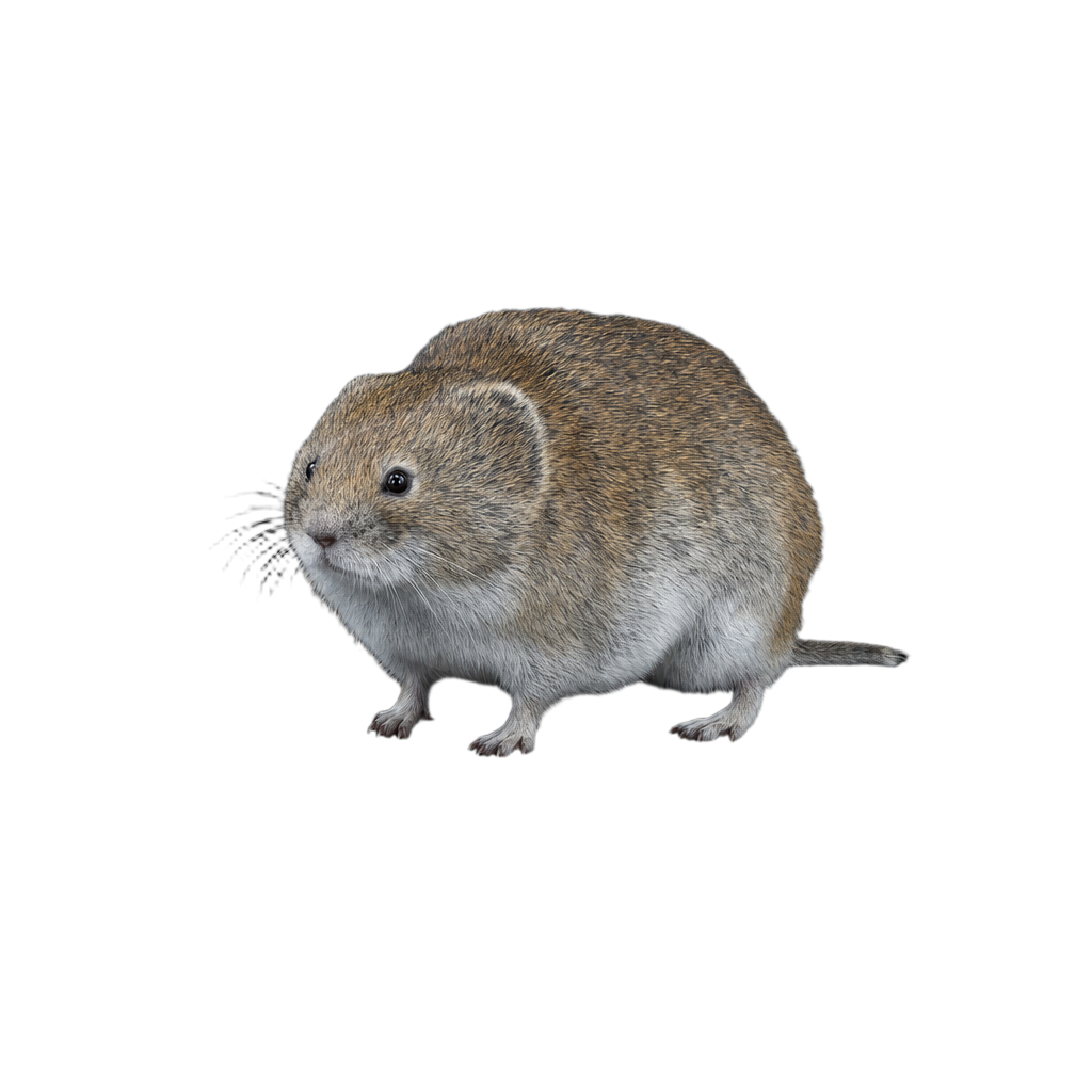 Campagnol-lemming boréal au corps trapu et à la queue très courte, au pelage brun grisâtre, sur un tapis de sphaigne.