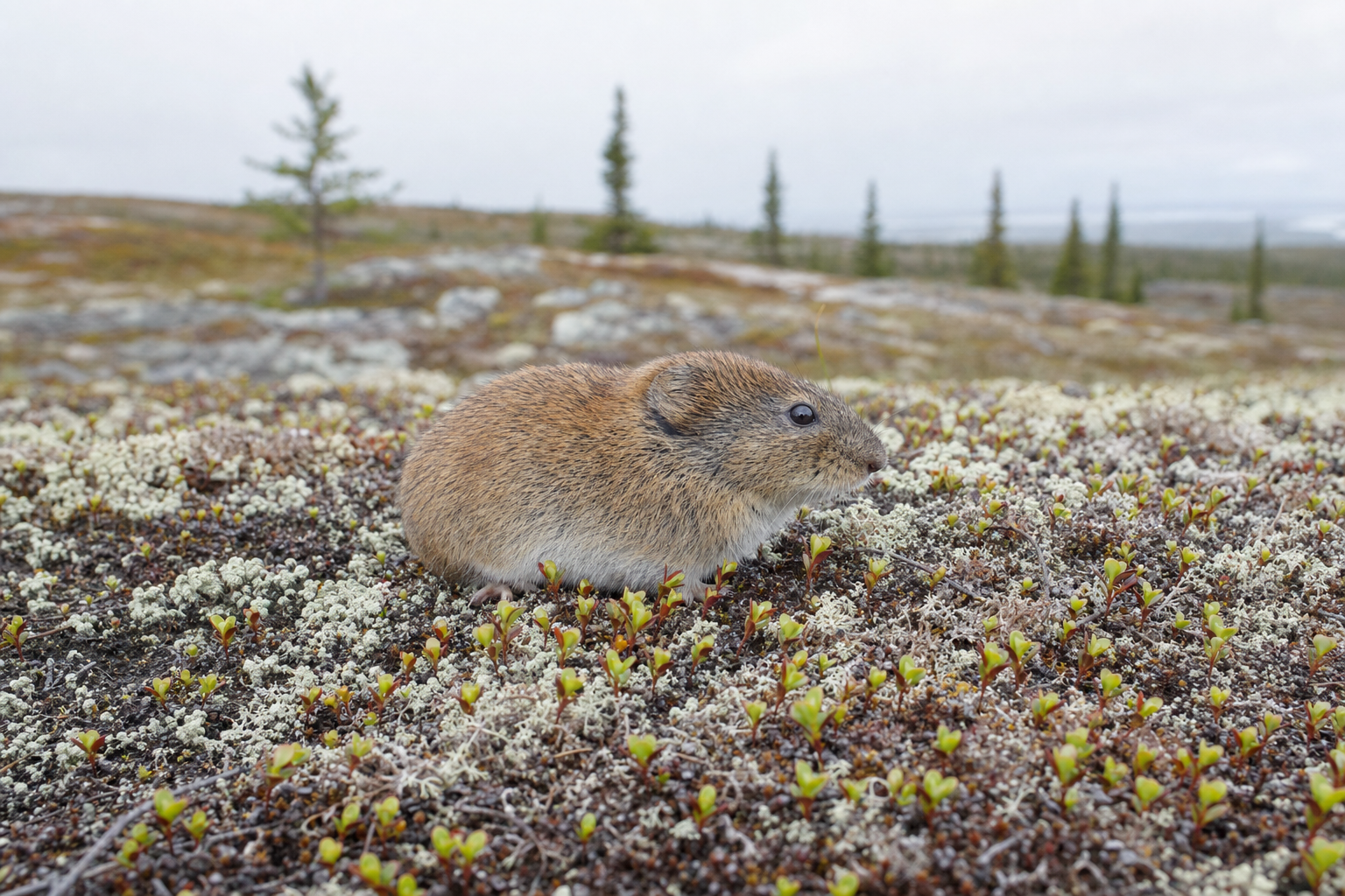 Campagnol-lemming boréal au corps trapu et à la queue très courte, au pelage brun grisâtre, sur un tapis de sphaigne.