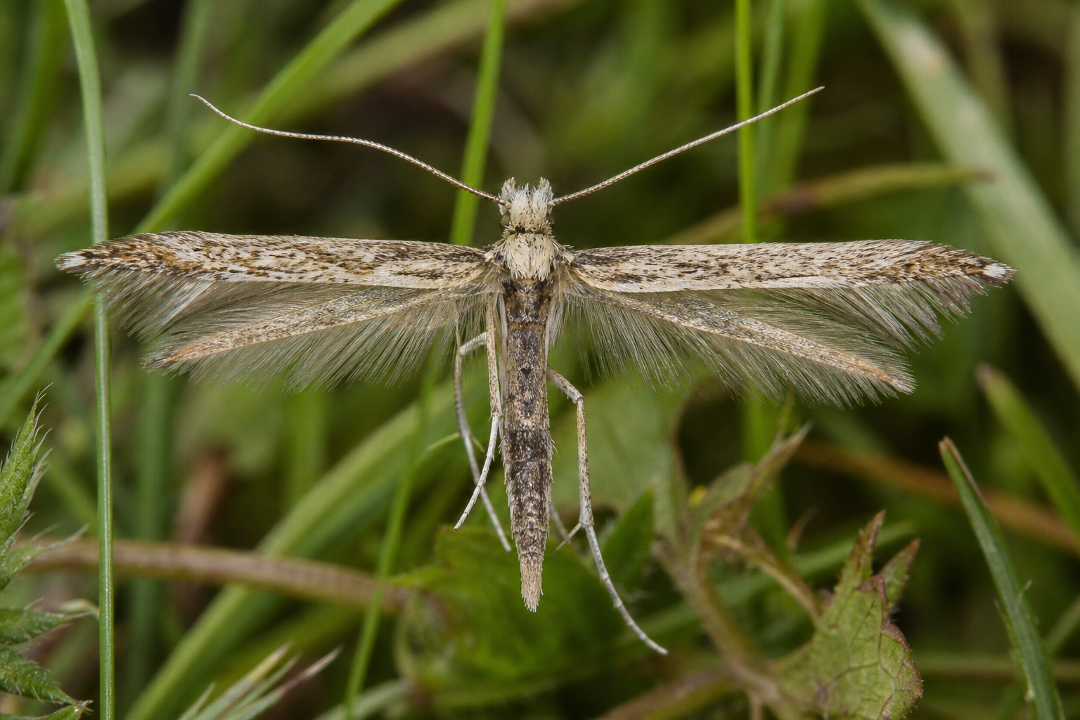 Petit papillon Coleophora trifolii aux ailes étroites et frangées d'un vert bronzé métallique, antennes fines portées vers l'avant.