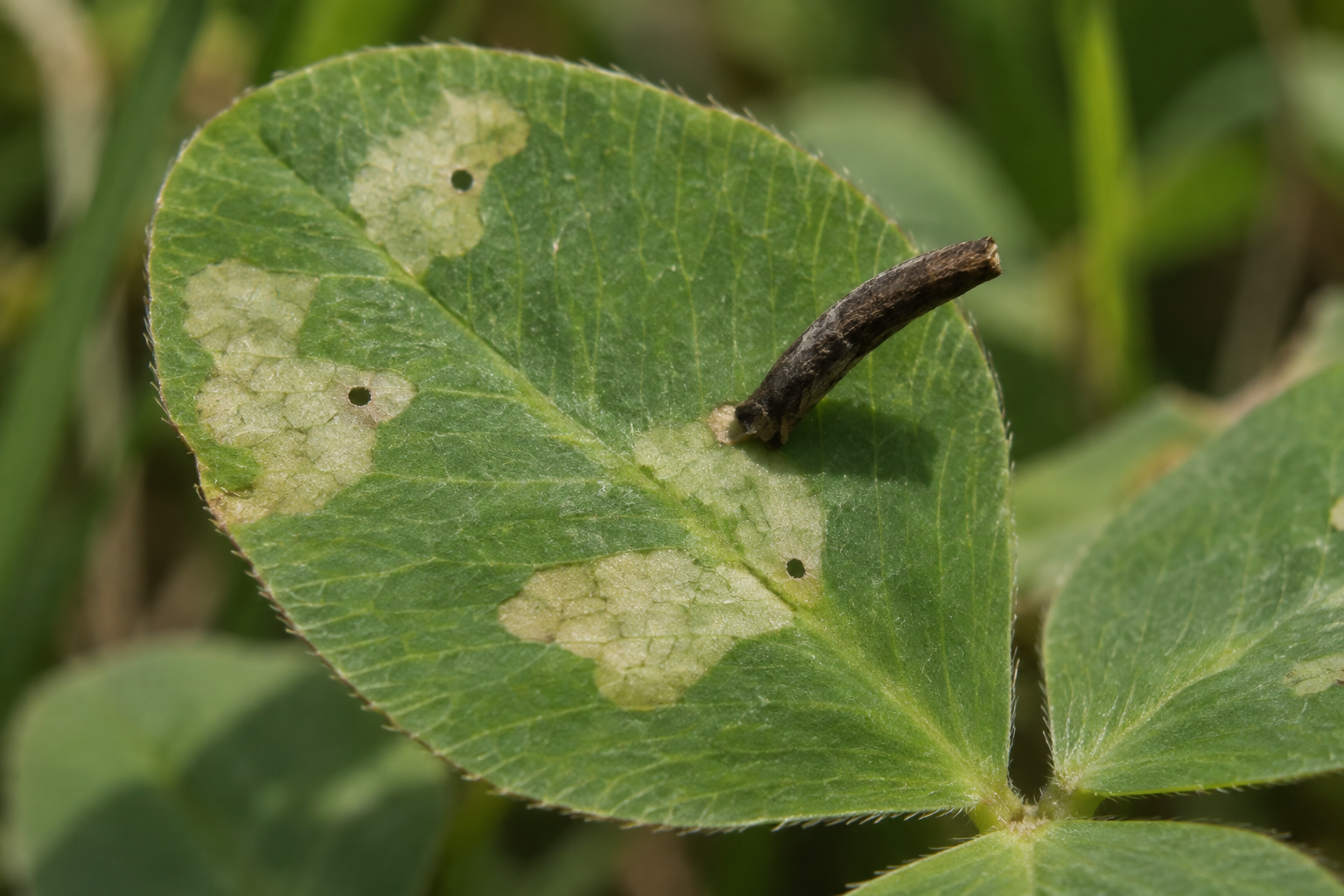 Traces et indices de Coleophora trifolii