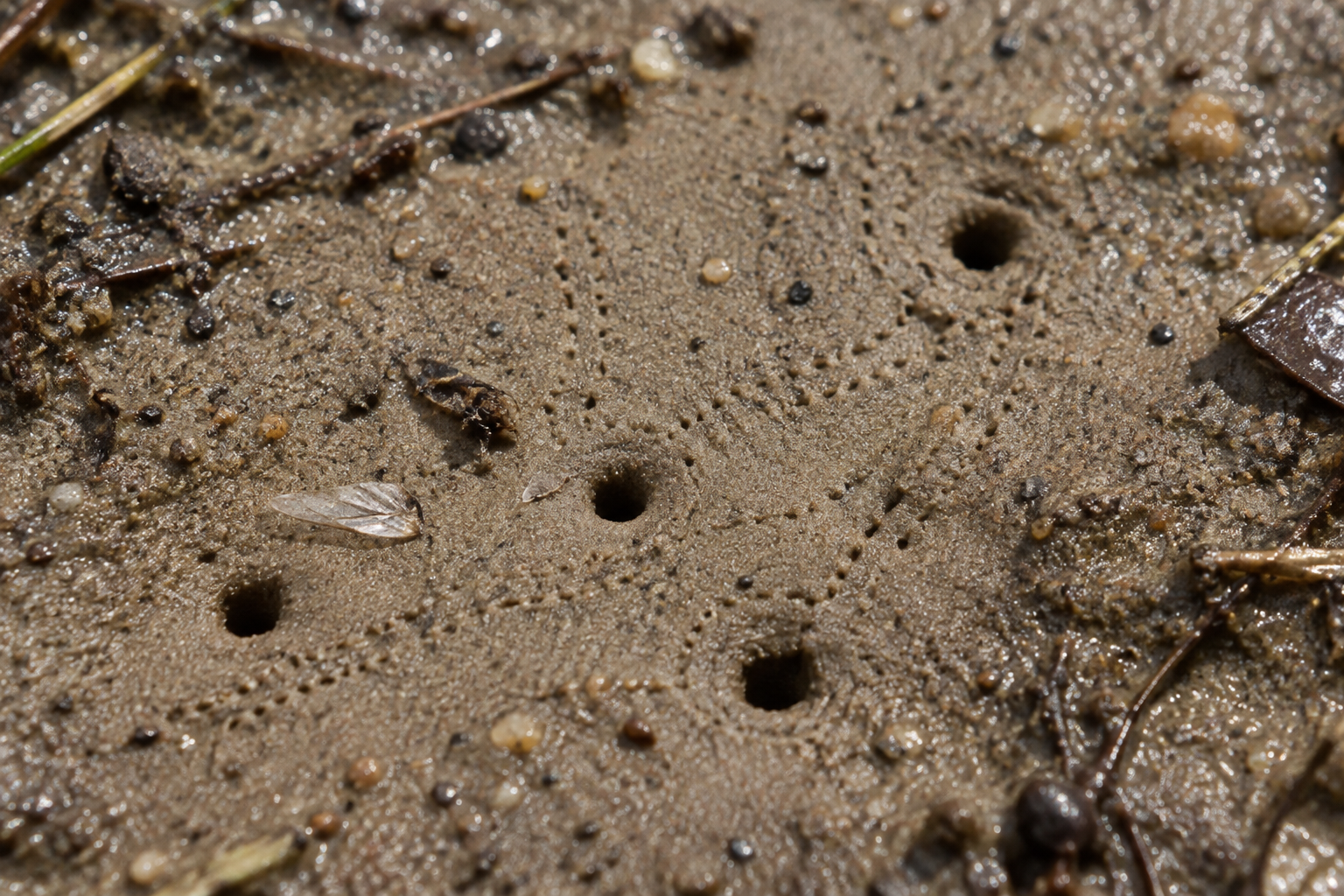 Traces et indices de Cicindela repanda