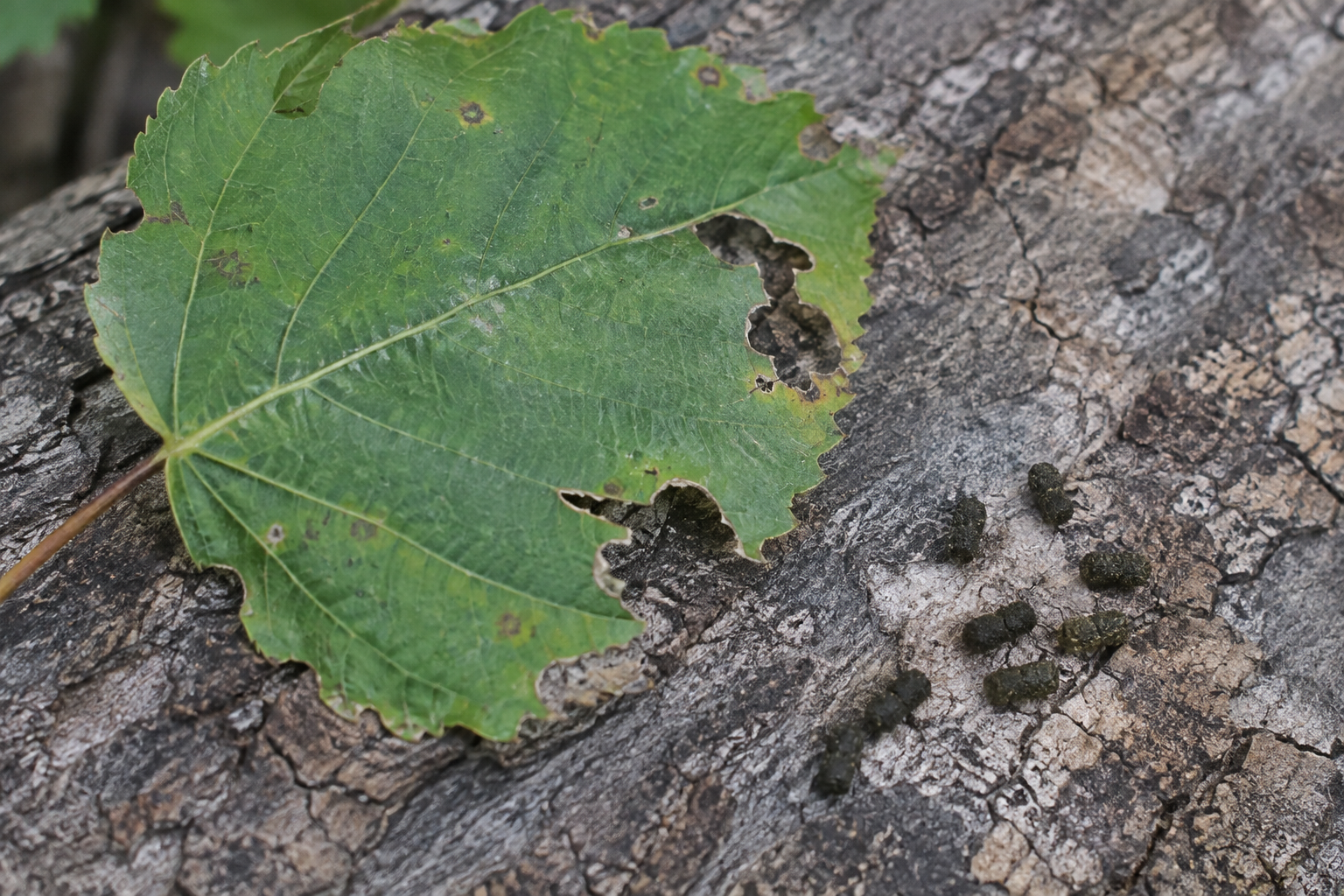 Traces et indices
