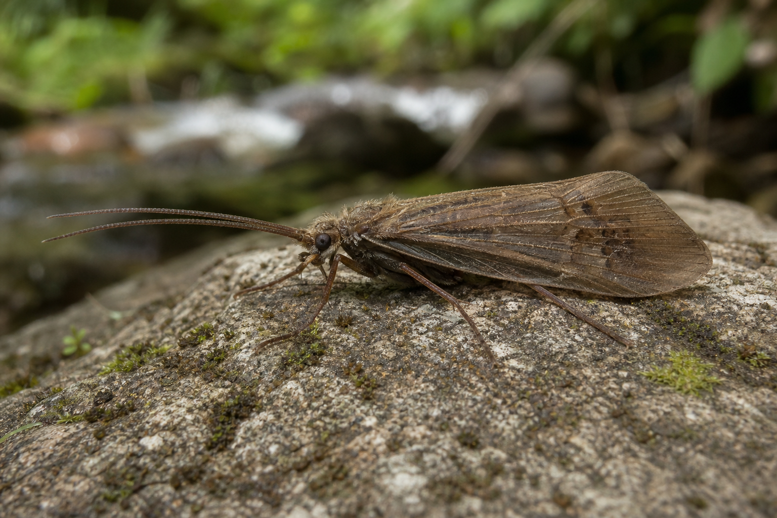 Trichoptère adulte Cheumatopsyche campyla, petit insecte aux ailes brunâtres repliées en toit et aux longues antennes filiformes.